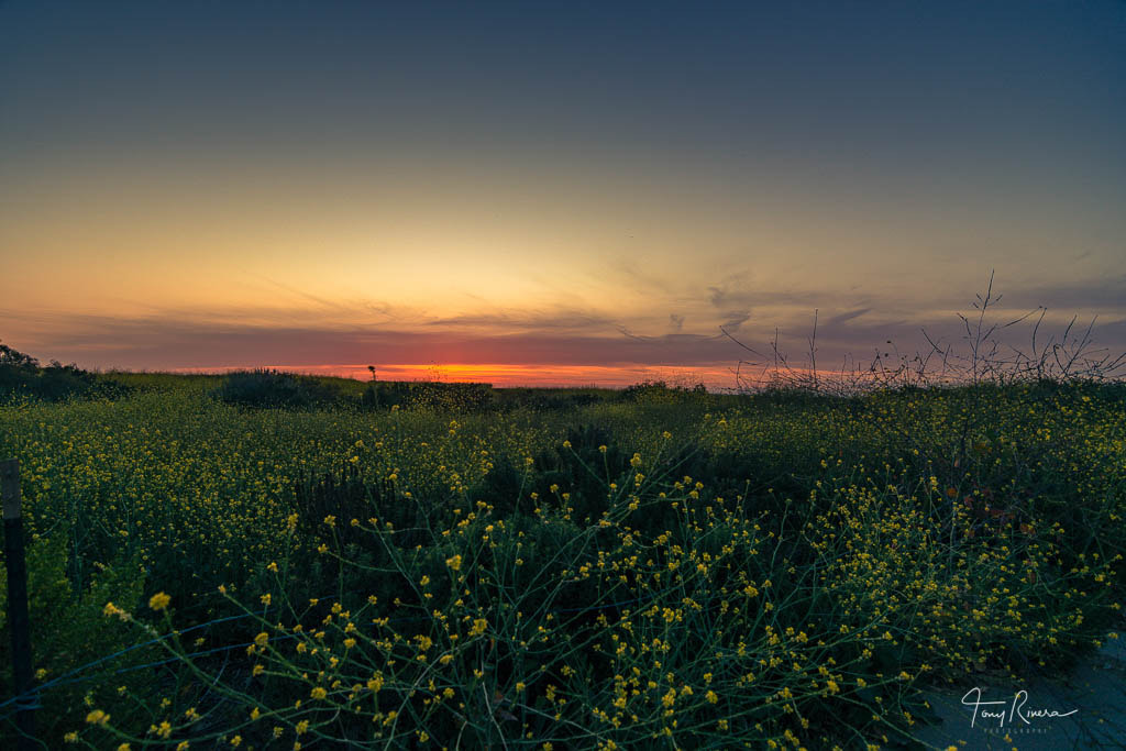 Nikon D7200 sample photo. Chamomile filed photography