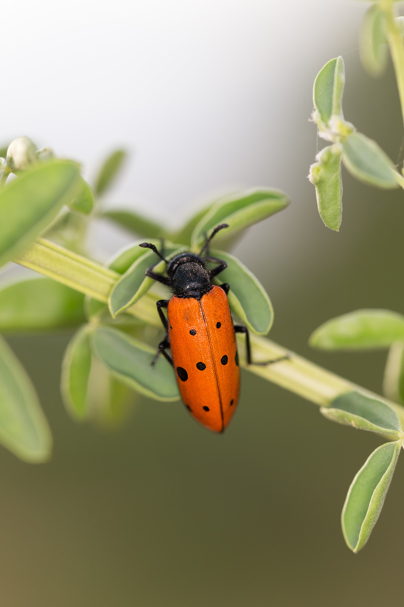 Sigma 105mm F2.8 EX DG OS HSM sample photo. Trichodes octopunctatus  230417-0190 photography