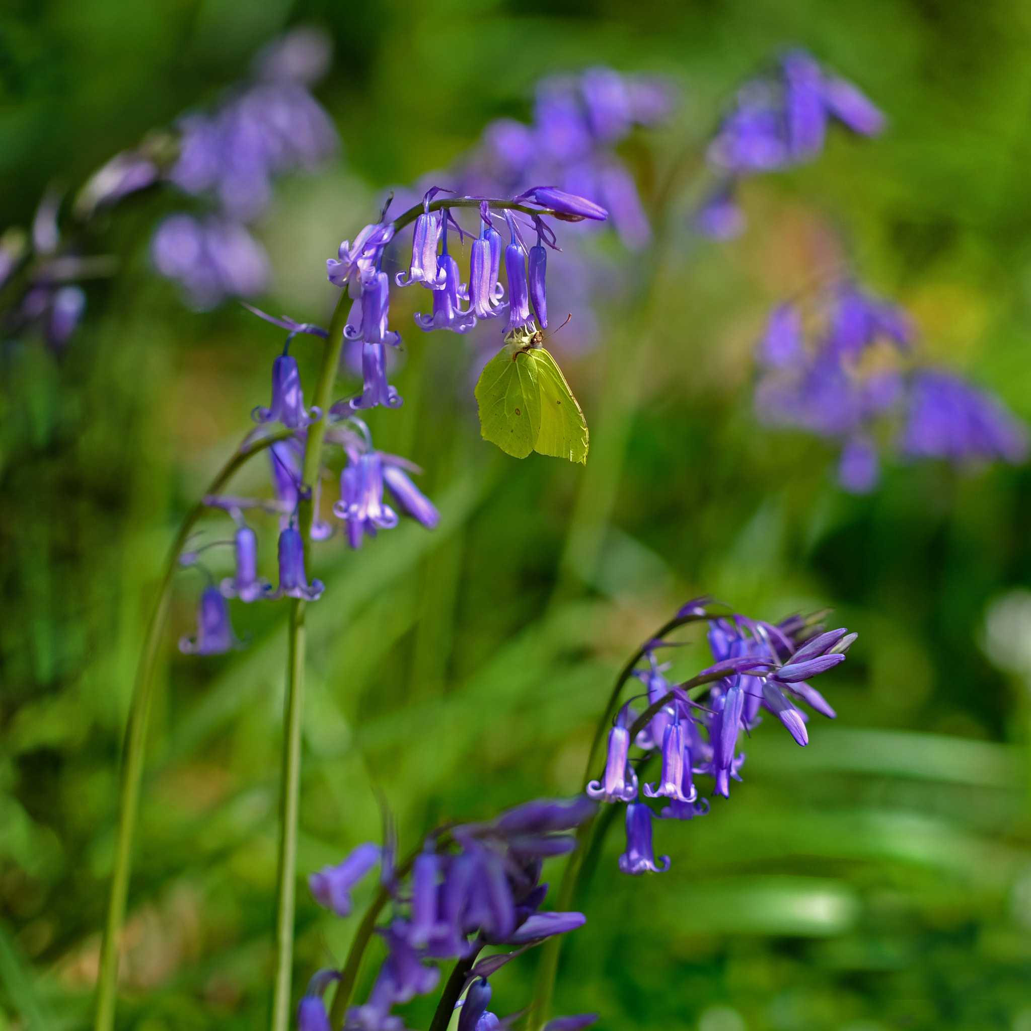 Fujifilm X-T2 + Fujifilm XF 90mm F2 R LM WR sample photo. Brimstone butterfly on bluebells photography