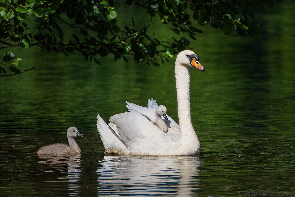 Canon EOS 550D (EOS Rebel T2i / EOS Kiss X4) sample photo. Swan photography