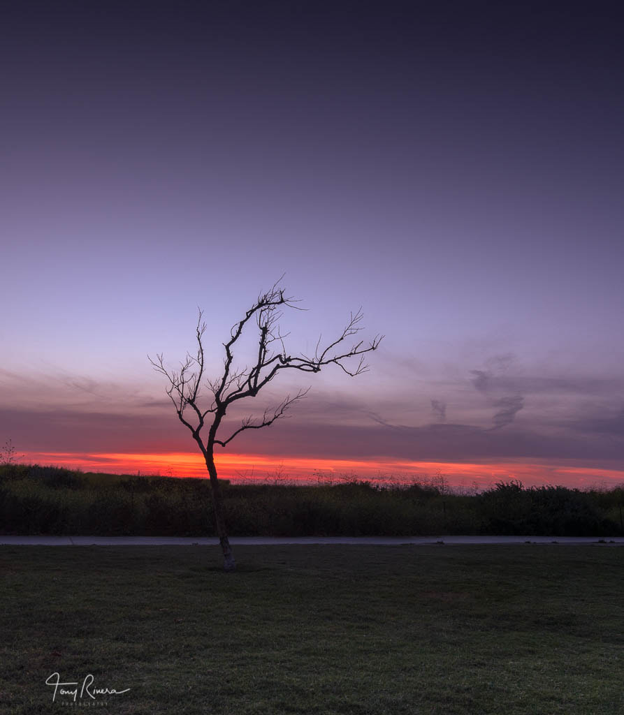 Nikon D7200 sample photo. Standing strong photography