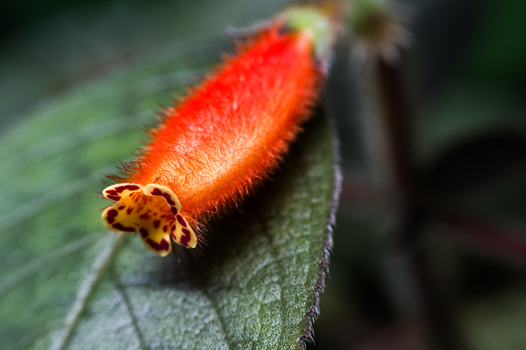 Nikon AF Nikkor 50mm F1.8D sample photo. Beautiful nature photography