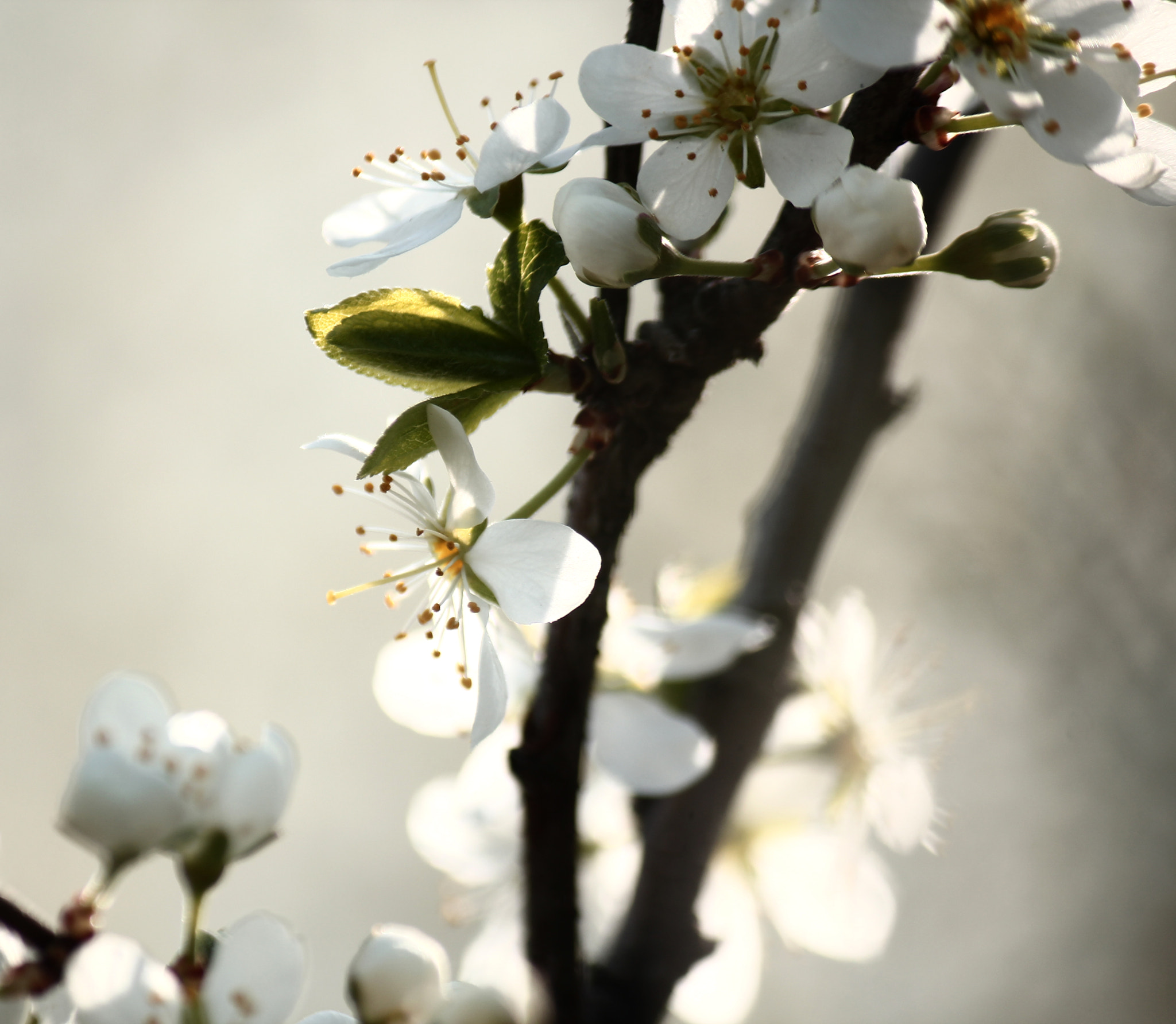 Canon EF-S 55-250mm F4-5.6 IS sample photo. Sakura photography