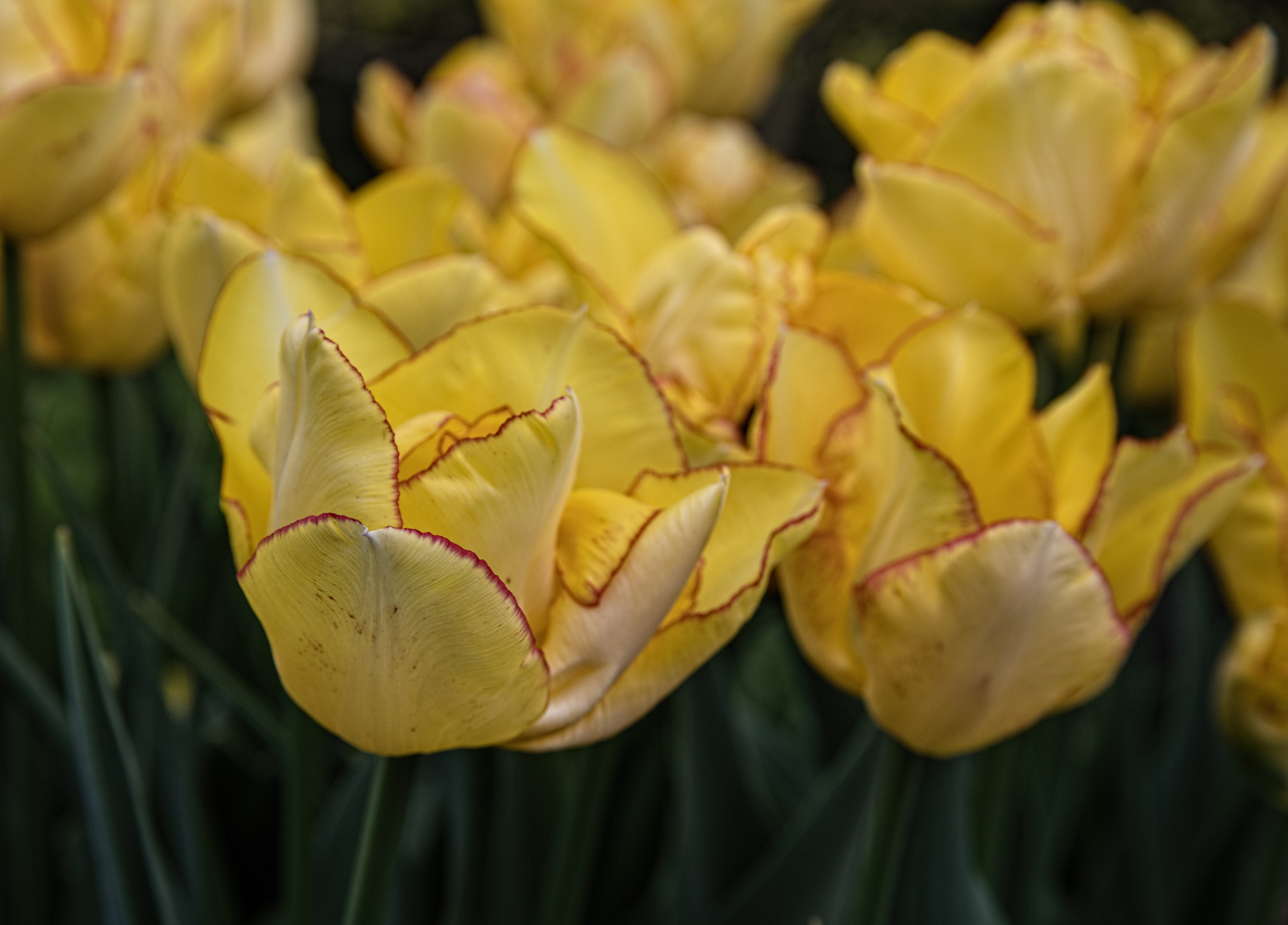 Canon EOS 5D Mark IV + Sigma 24-105mm f/4 DG OS HSM | A sample photo. Yellow tulip photography