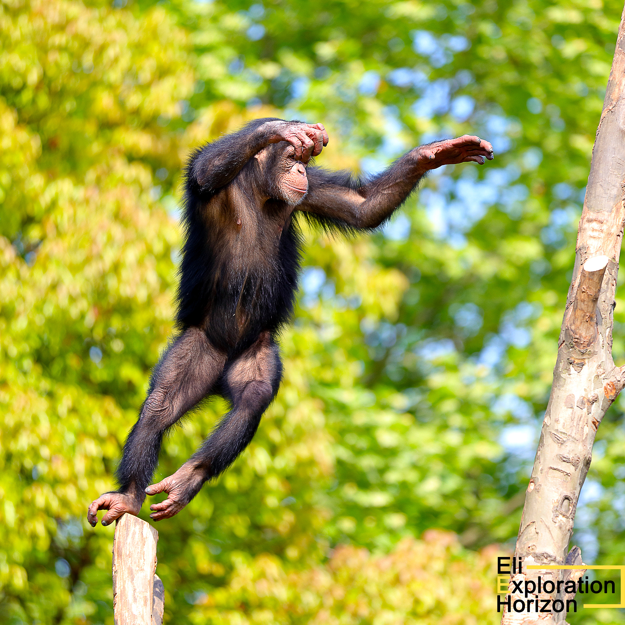 Canon EOS 5DS sample photo. The monkey plays on the tree photography