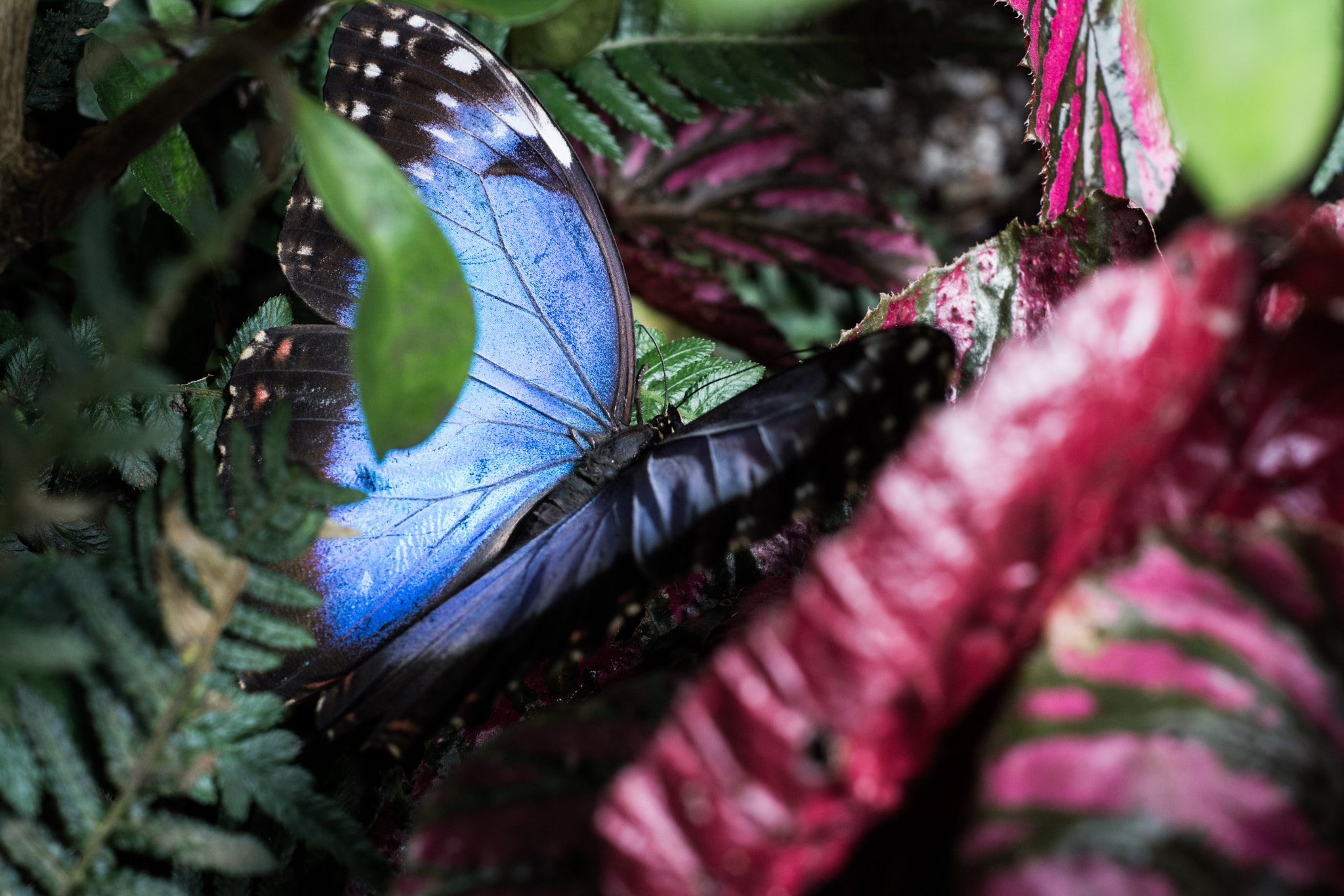 Nikon AF Nikkor 50mm F1.8D sample photo. Fleeting beauty photography