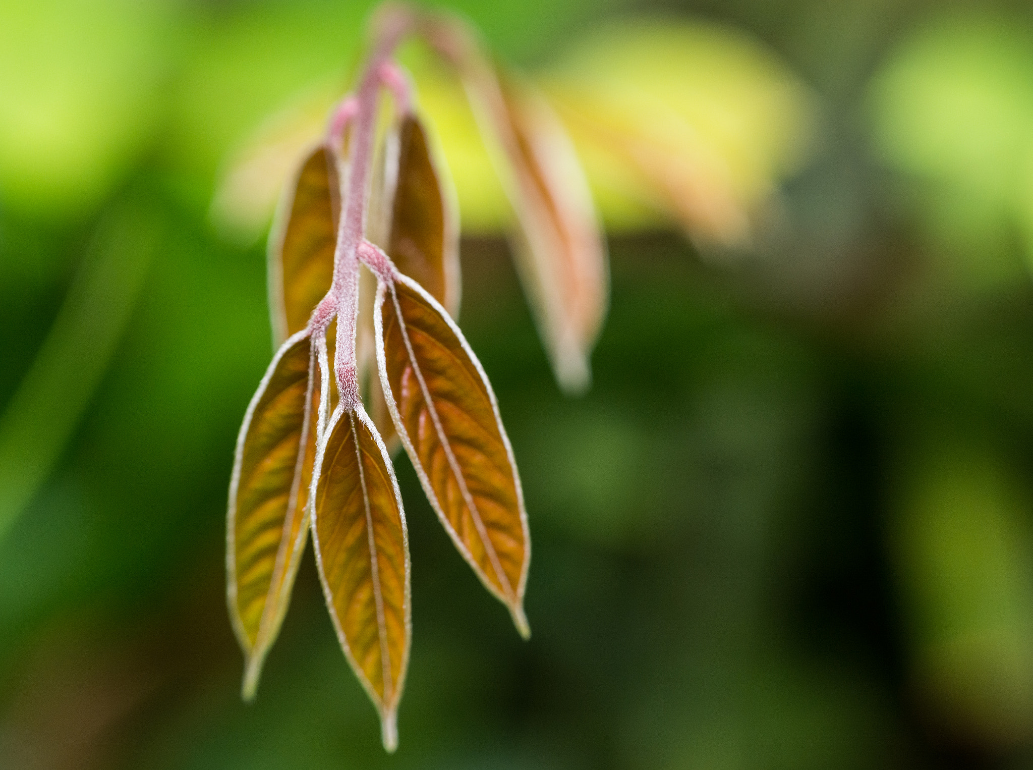 Nikon AF Nikkor 50mm F1.8D sample photo. Beautiful nature photography