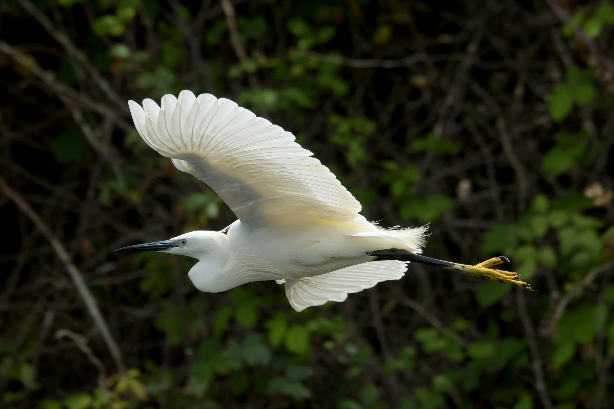 Nikon D500 sample photo. Garceta photography