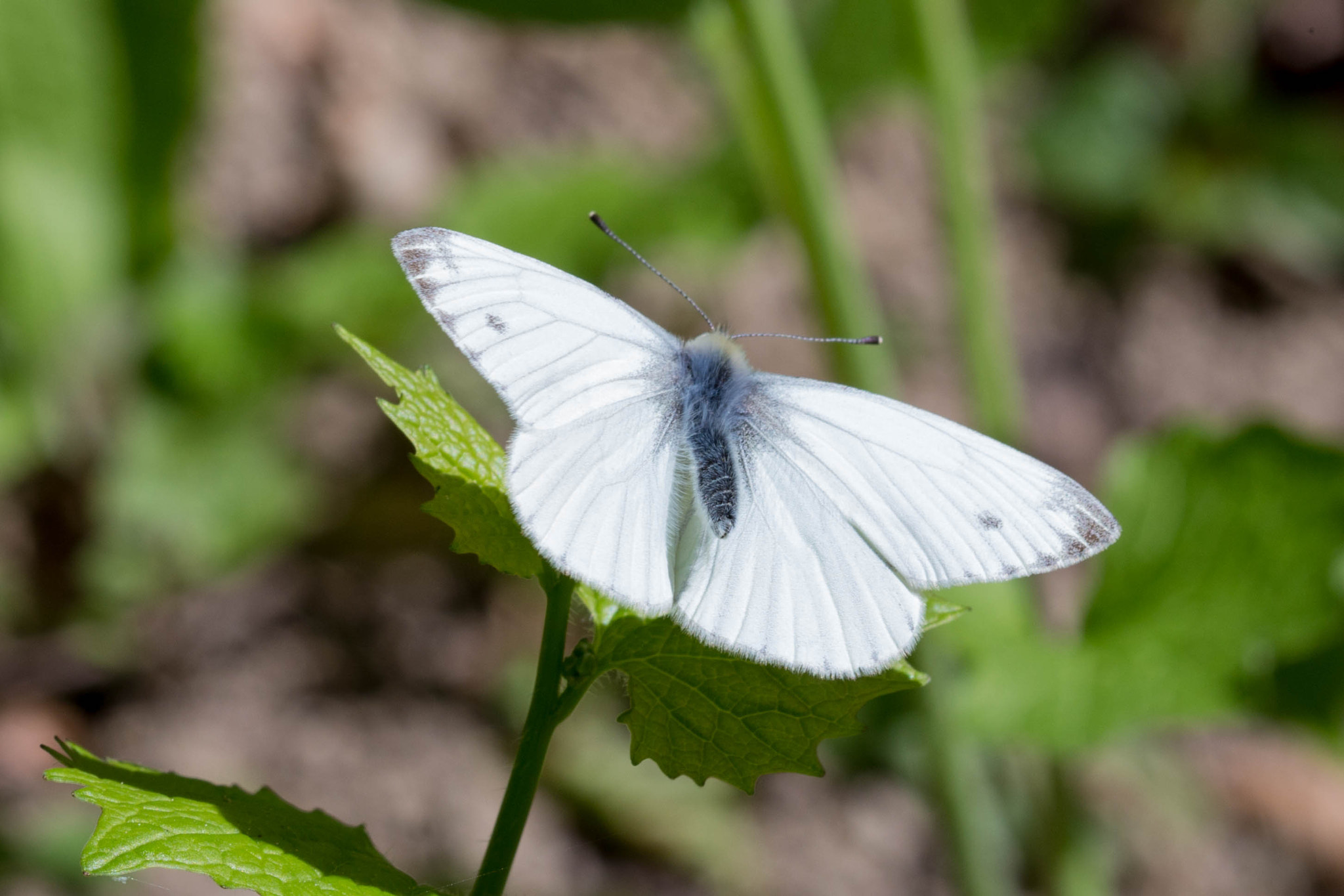 Canon EF 100mm F2.8 Macro USM sample photo. Wings photography