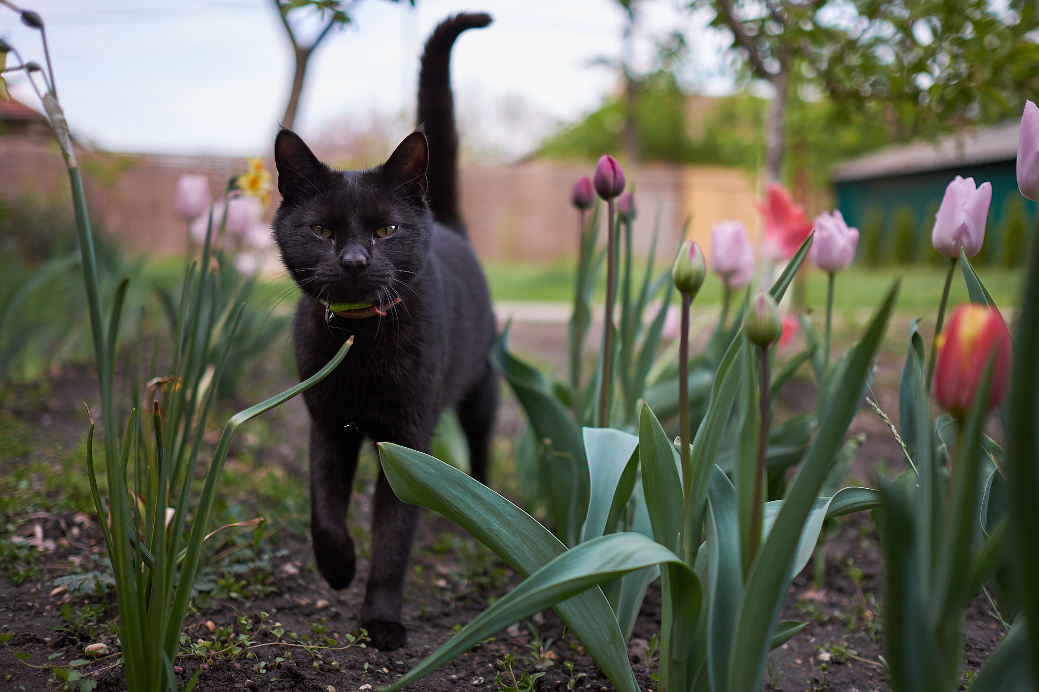 Fujifilm X-T1 sample photo. Dscf photography