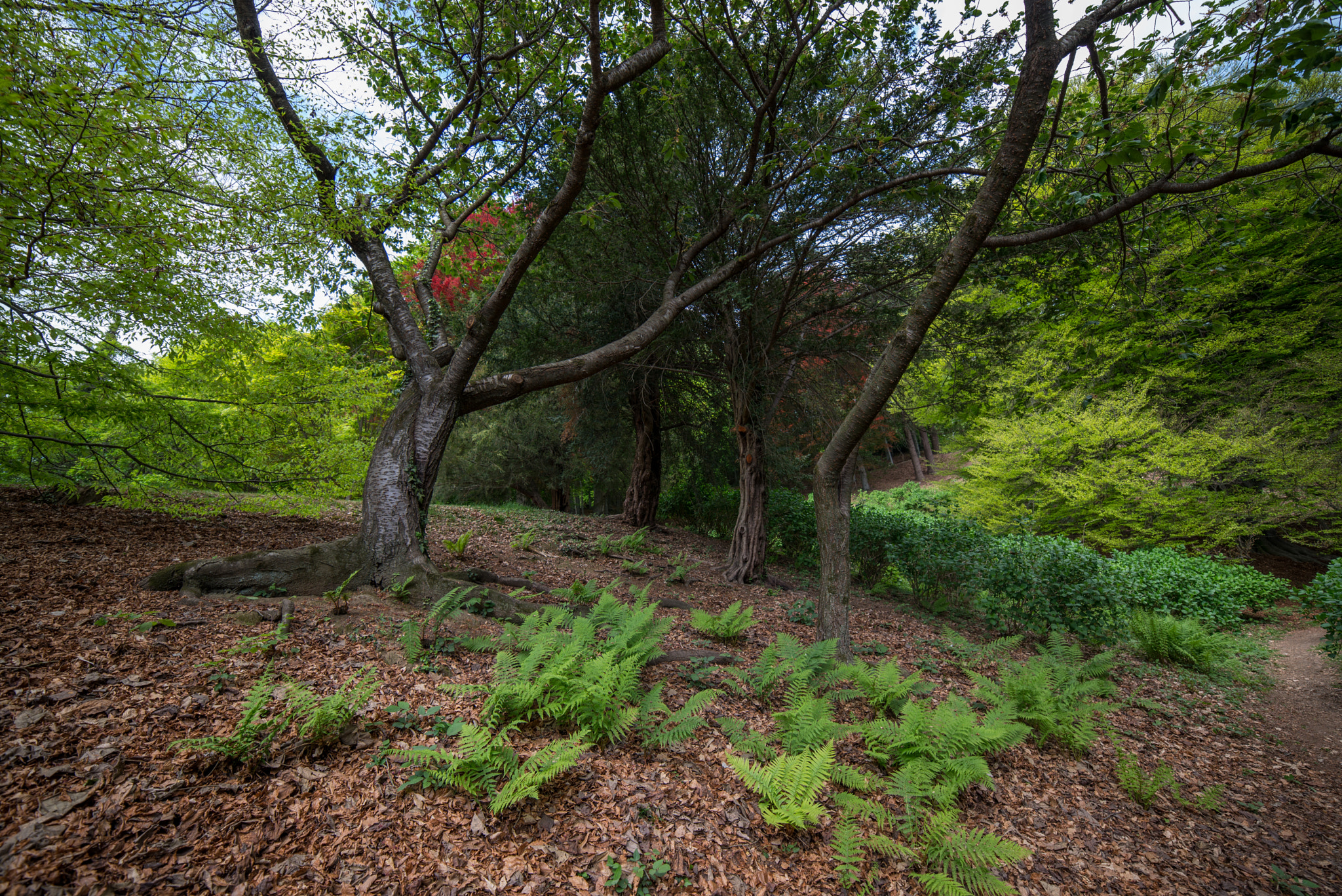 Samyang 14mm F2.8 ED AS IF UMC sample photo. Burcina park photography