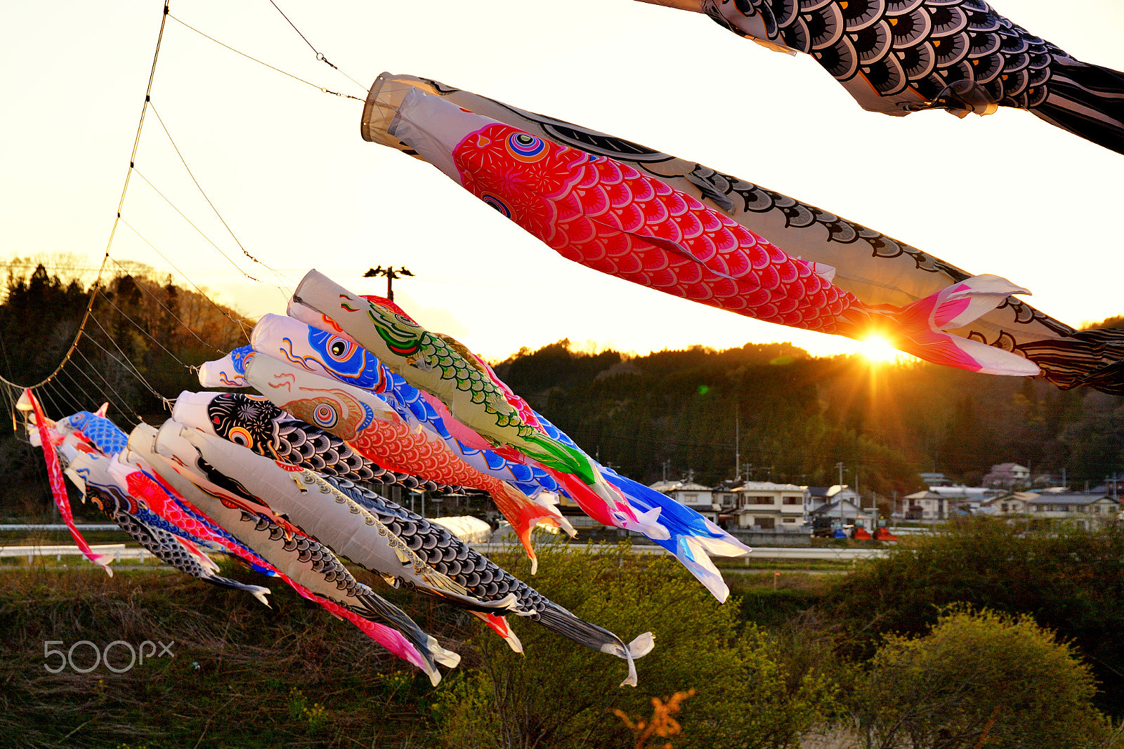 Nikon D5 sample photo. Carp-shaped streamer photography