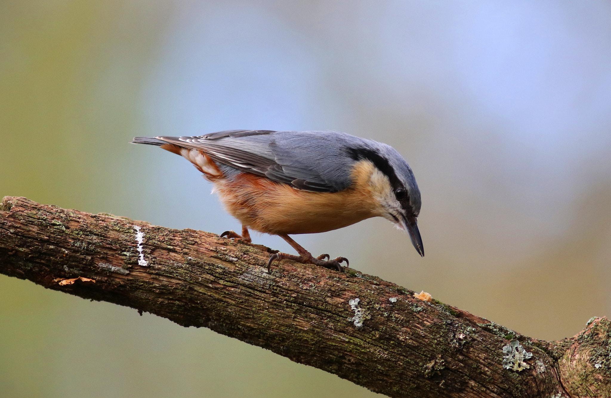 Canon EF 300mm F4L IS USM sample photo. Nuthatch photography