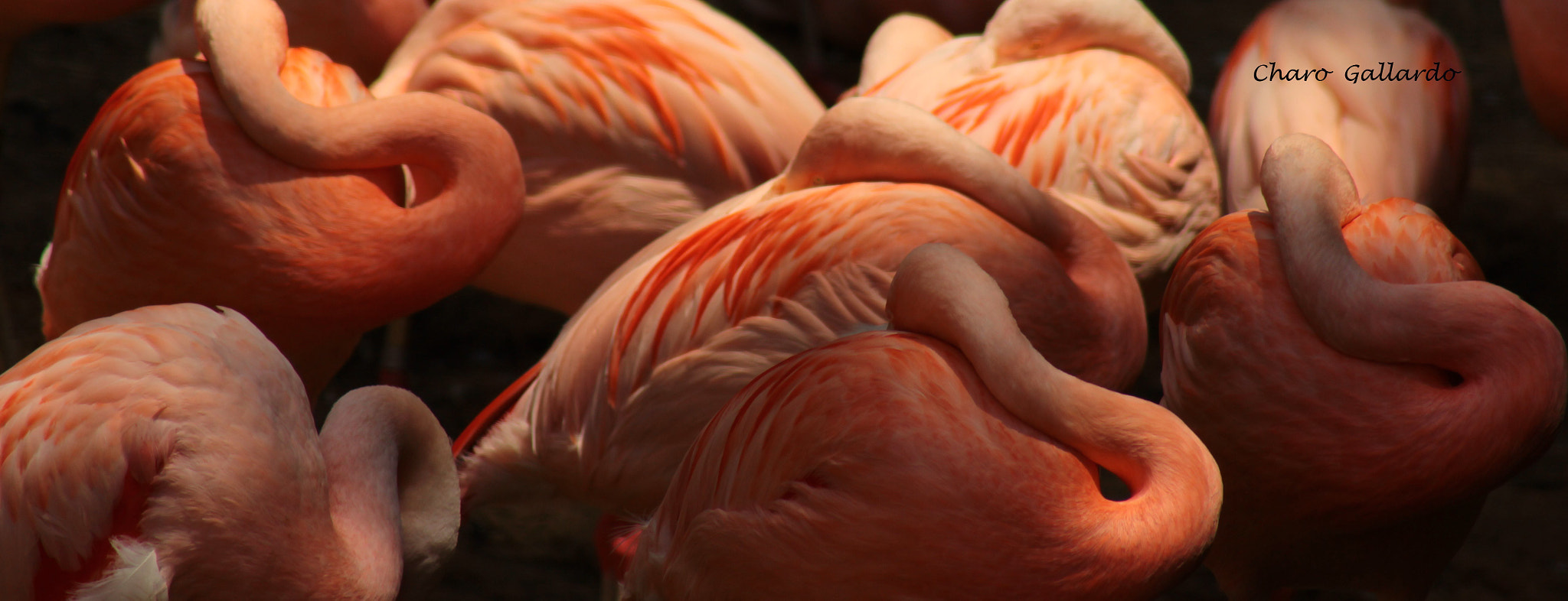 Canon EF 75-300mm f/4-5.6 USM sample photo. Flamingos sleeping at atlanta zoo photography