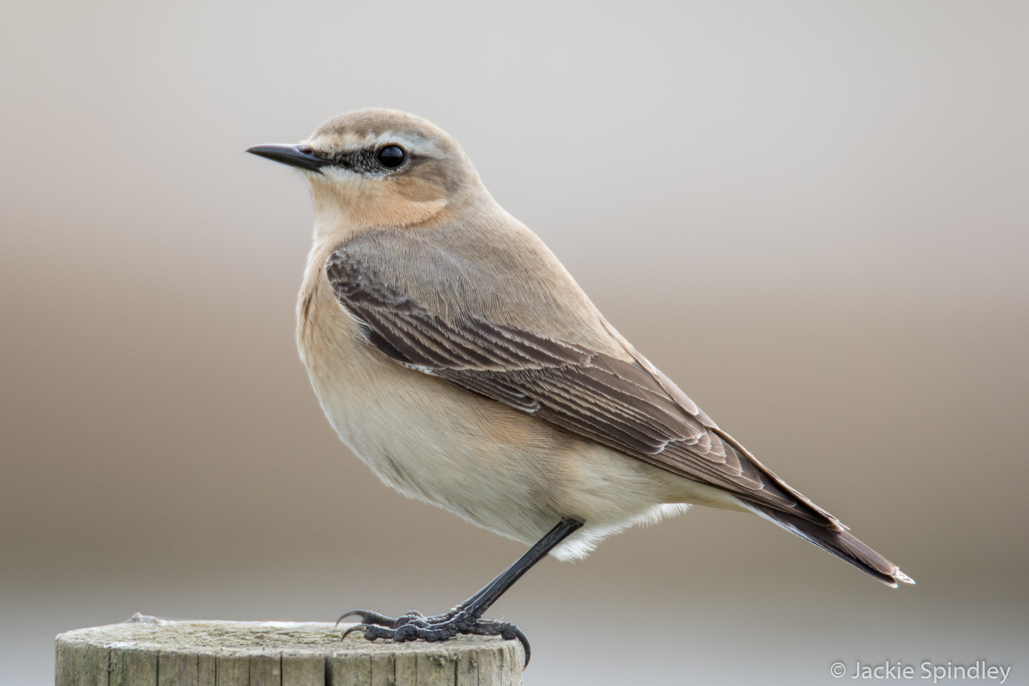 Tamron SP 150-600mm F5-6.3 Di VC USD sample photo. Wheatear photography