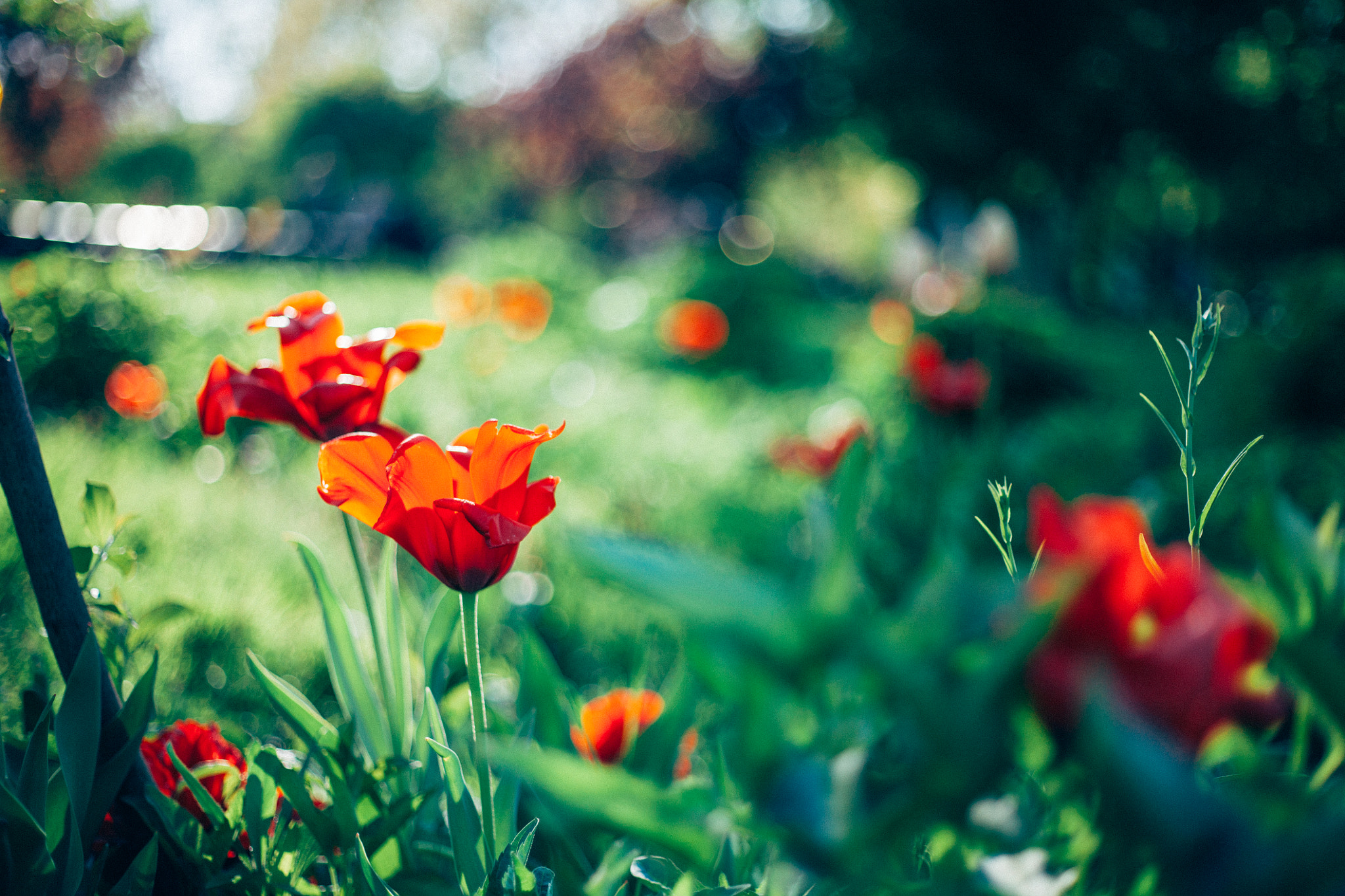 Canon EOS 5D + Canon EF 50mm F1.8 II sample photo. Nifty photography