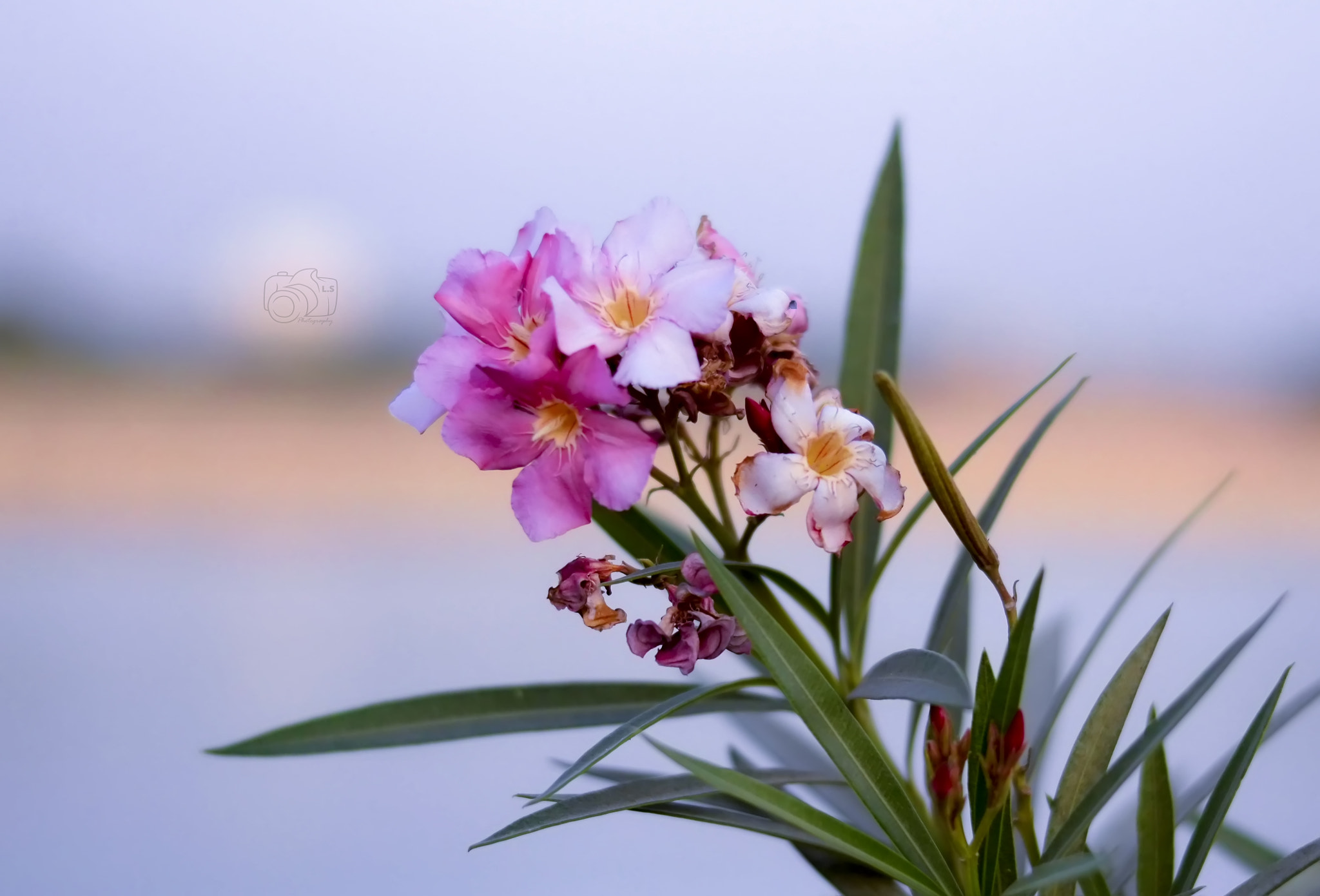 Nikon D5200 + Nikon AF-S Nikkor 50mm F1.8G sample photo. Awesome flowers photography