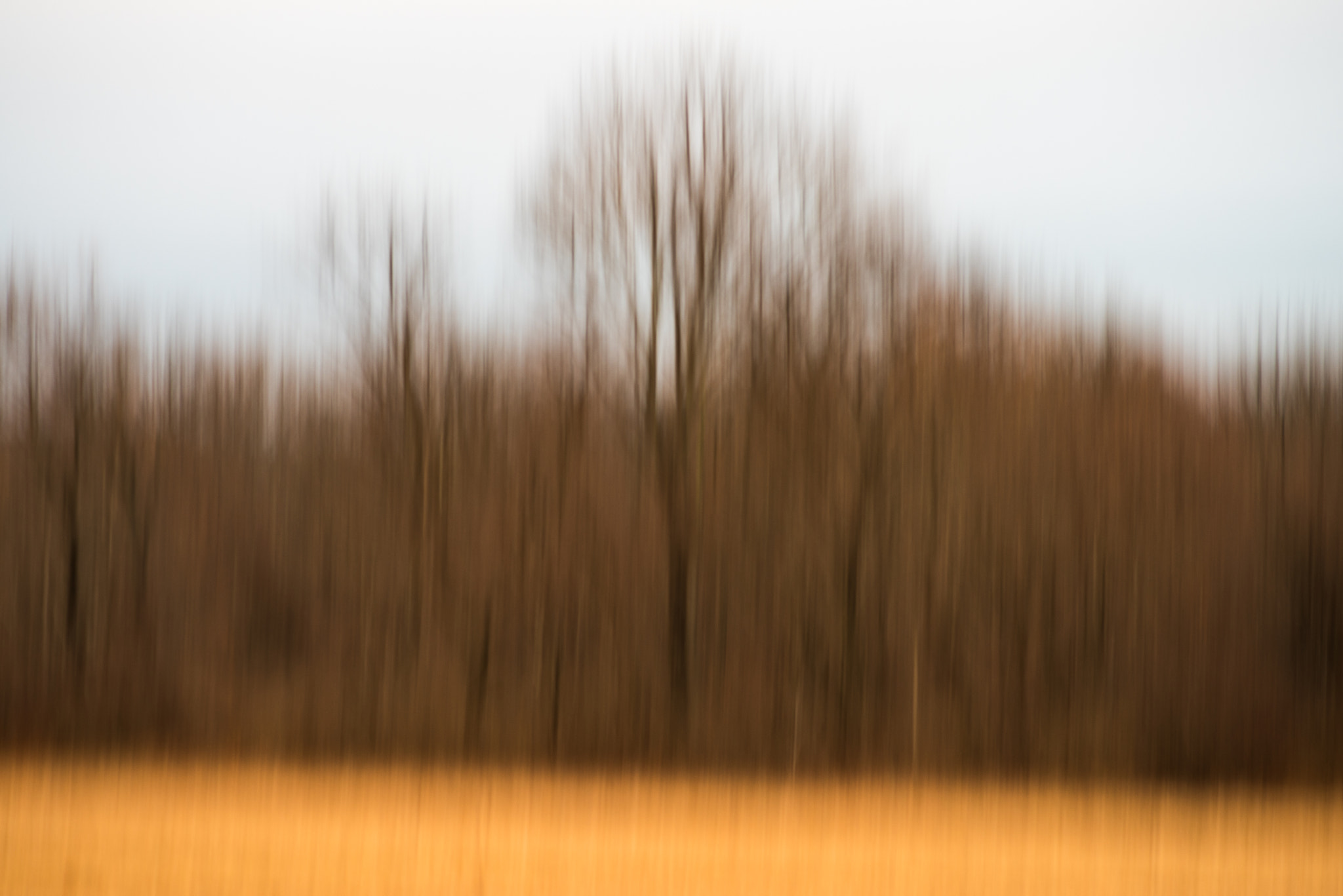Pentax smc D-FA 100mm F2.8 Macro WR sample photo. Edge of field and forest photography