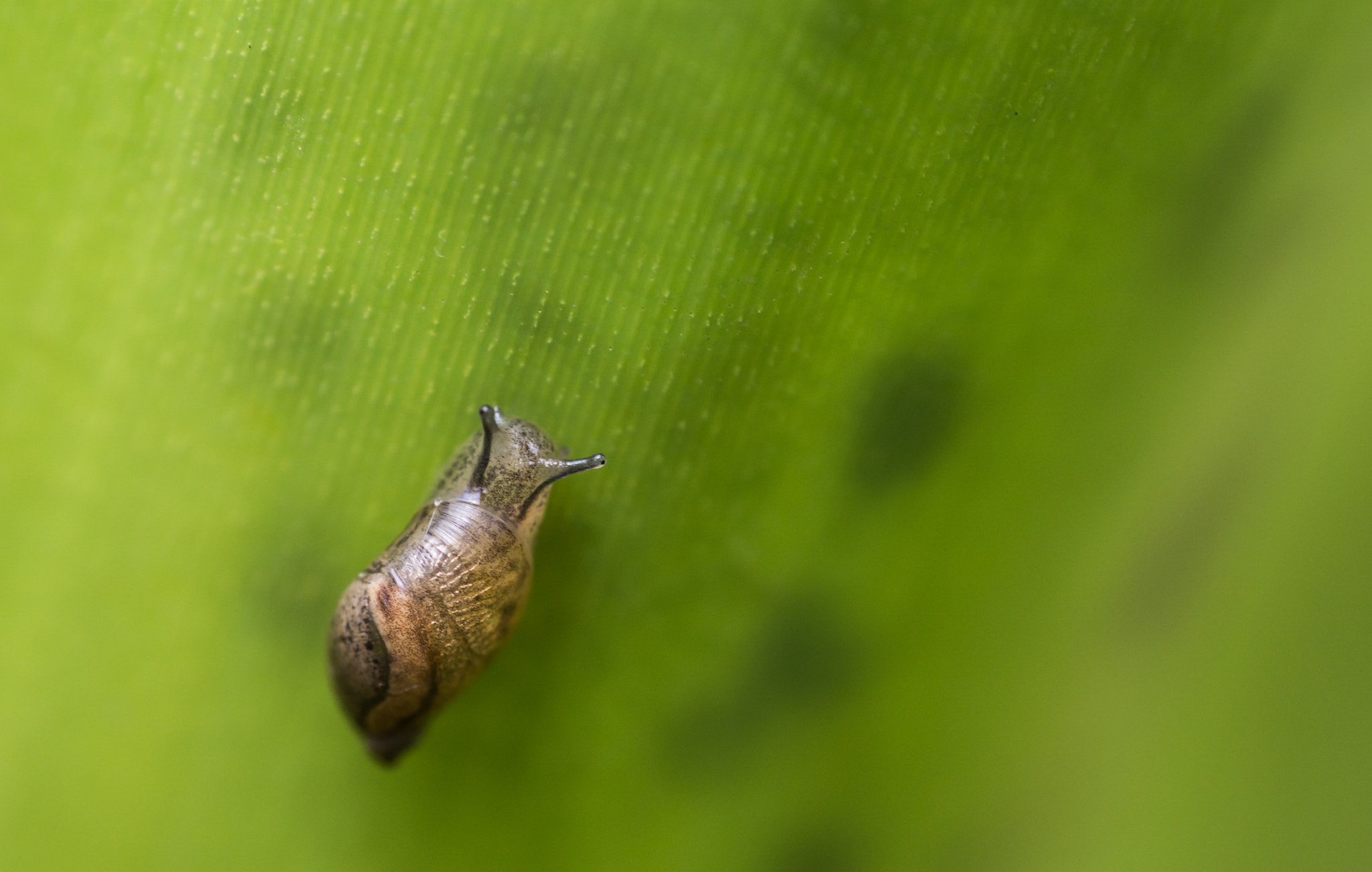 Nikon AF Nikkor 50mm F1.8D sample photo. Little snail photography
