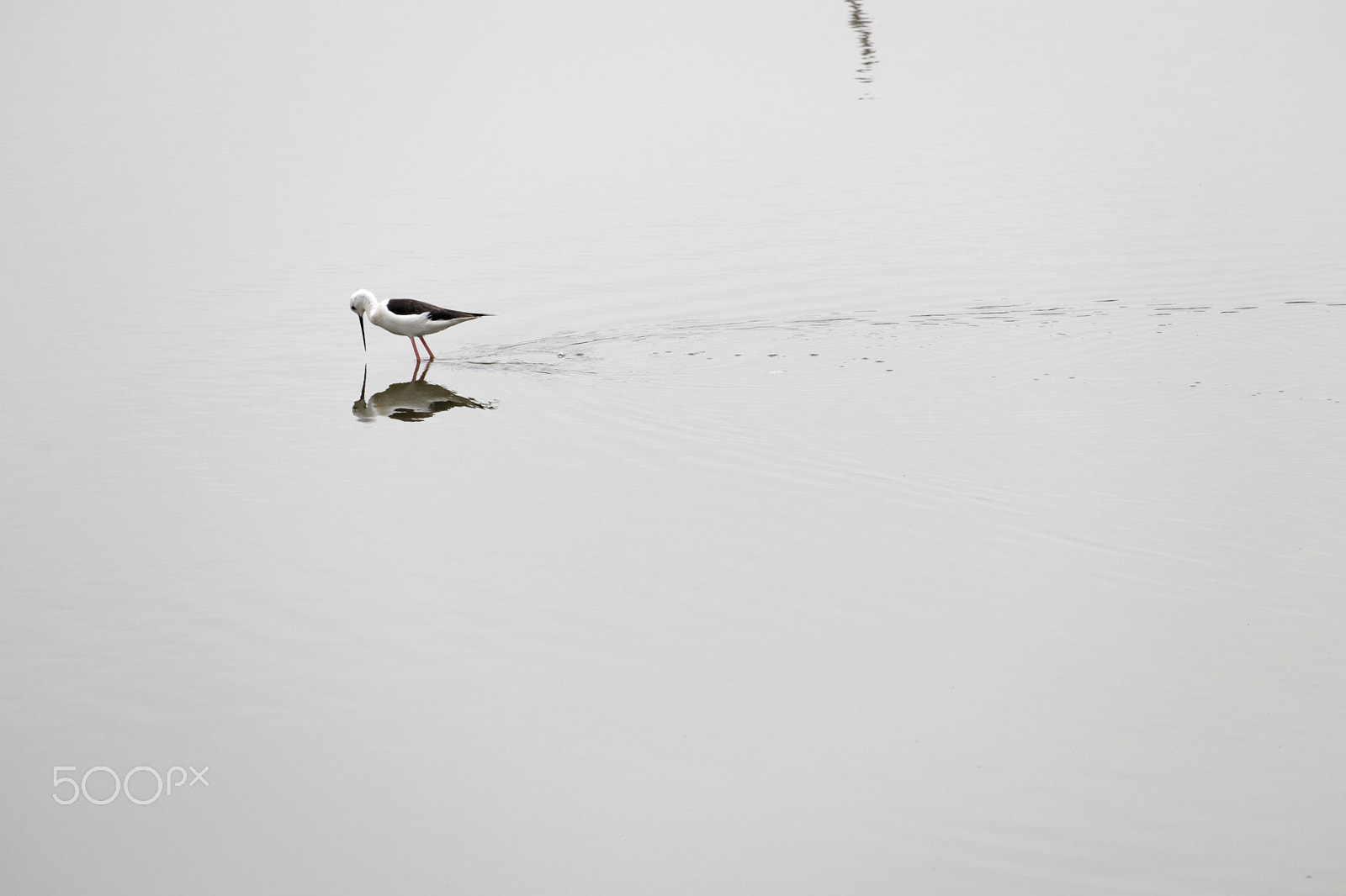 Canon EF-S 55-250mm F4-5.6 IS STM sample photo. Black-winged stilt ii photography