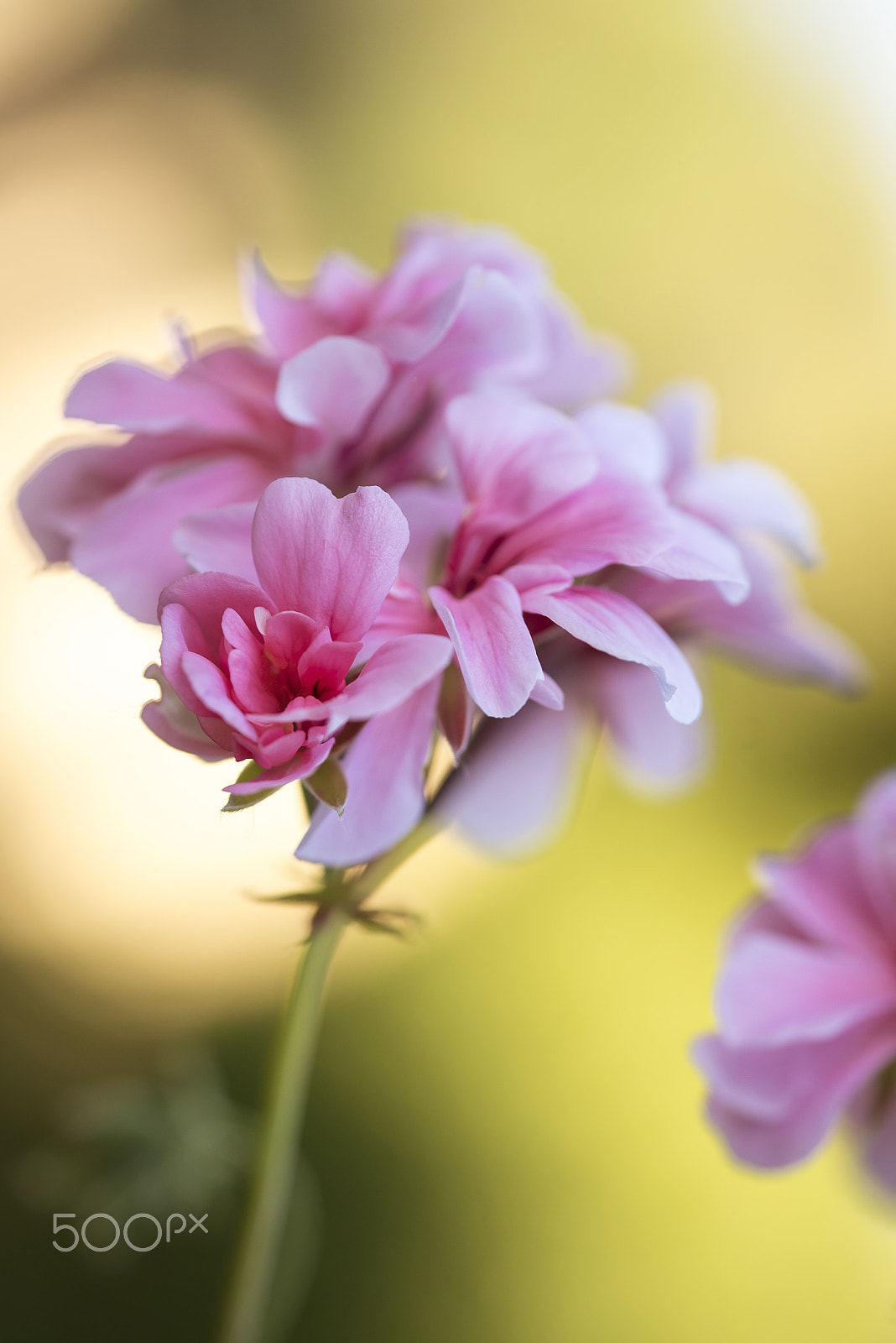 Sigma 105mm F2.8 EX DG OS HSM sample photo. Floral bokeh photography