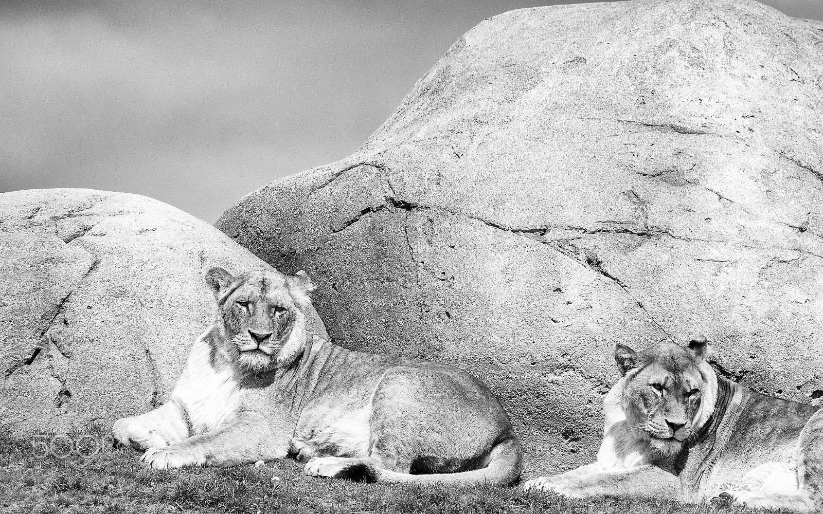 Olympus OM-D E-M1 sample photo. Lioness photography