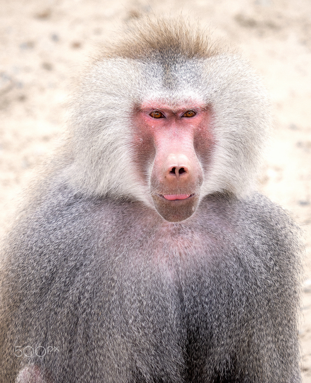 Olympus OM-D E-M1 sample photo. Monkey photography