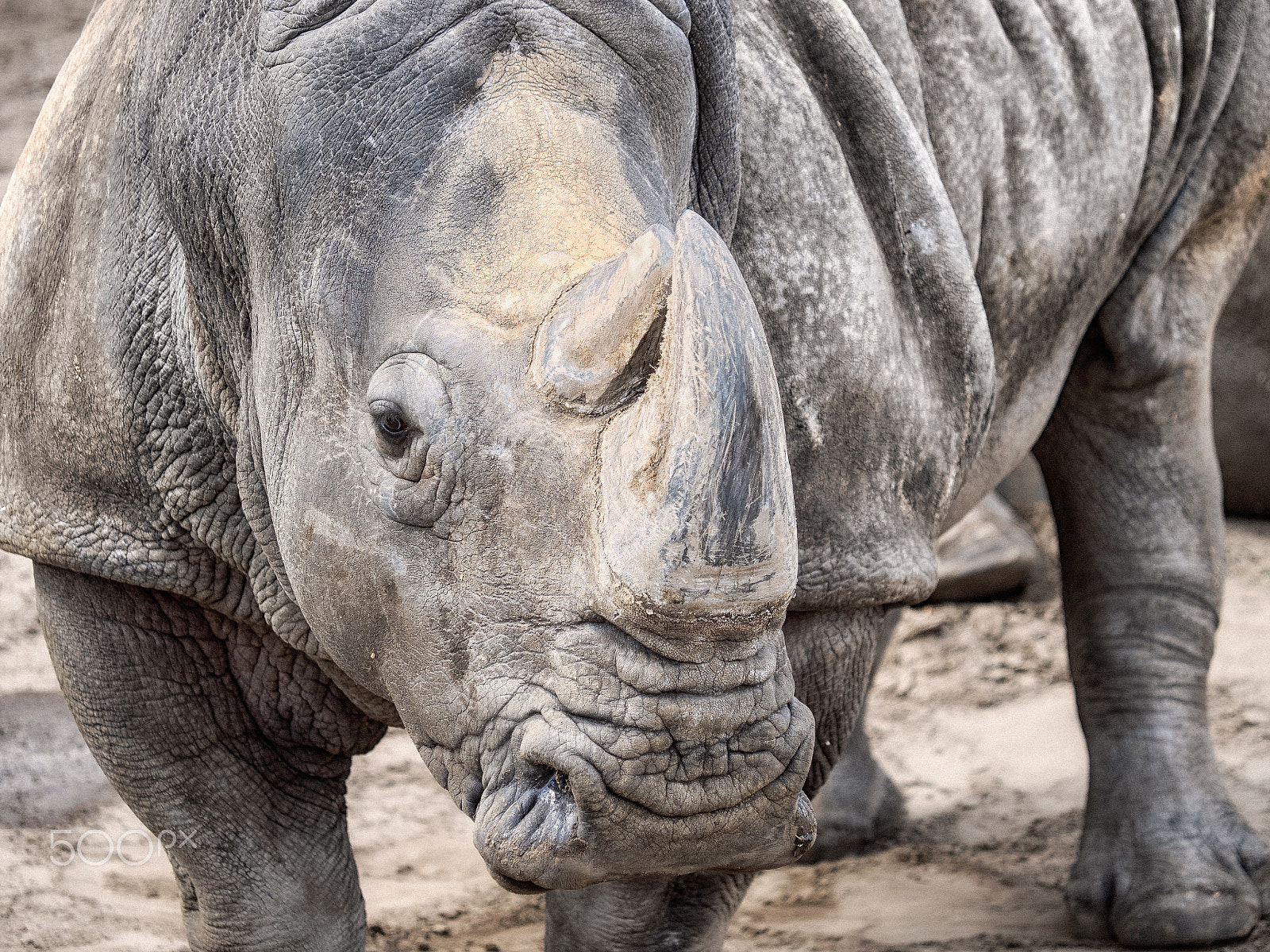 Olympus OM-D E-M1 sample photo. Rhinoceros photography