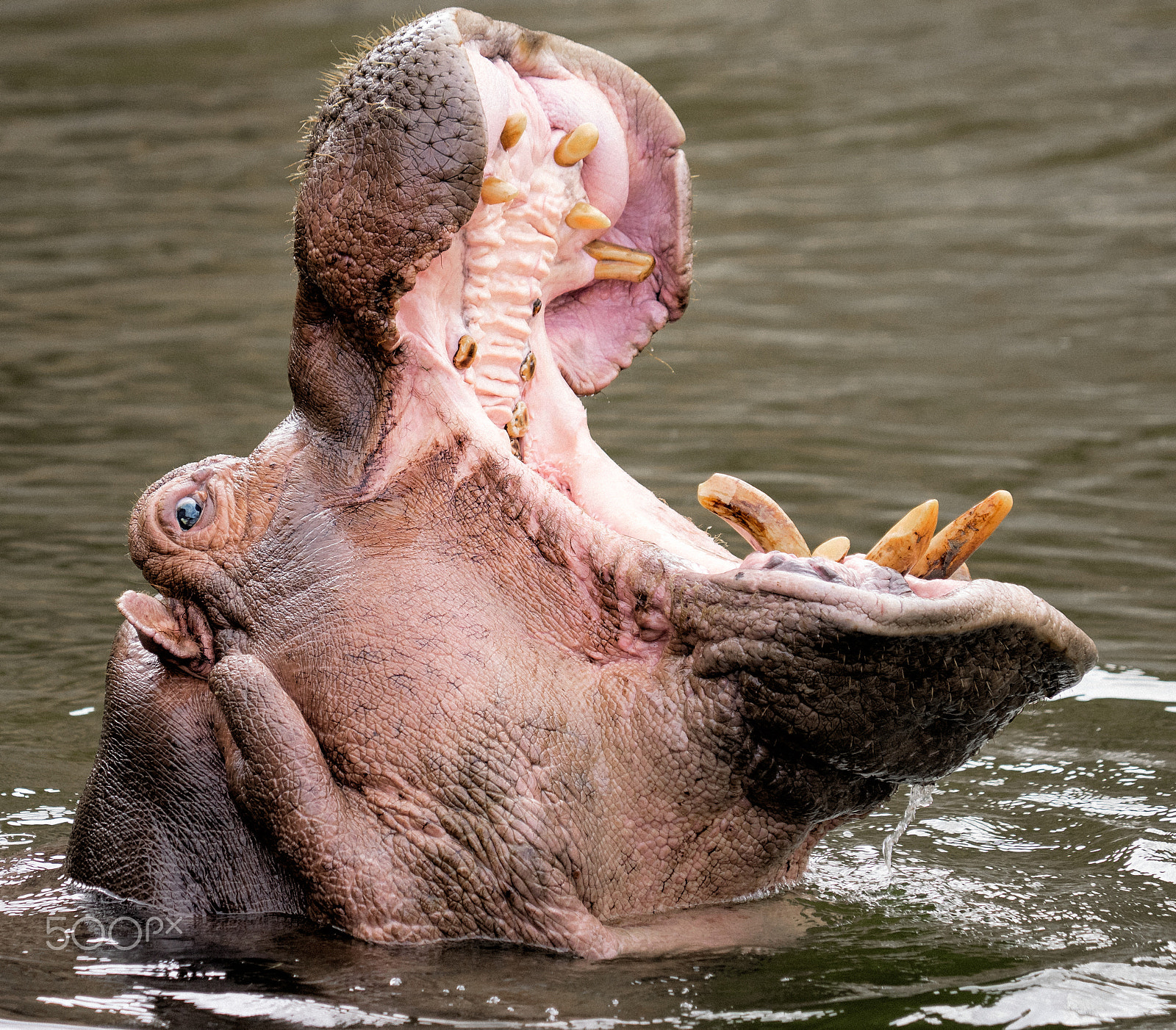 Olympus OM-D E-M1 sample photo. Hippo photography