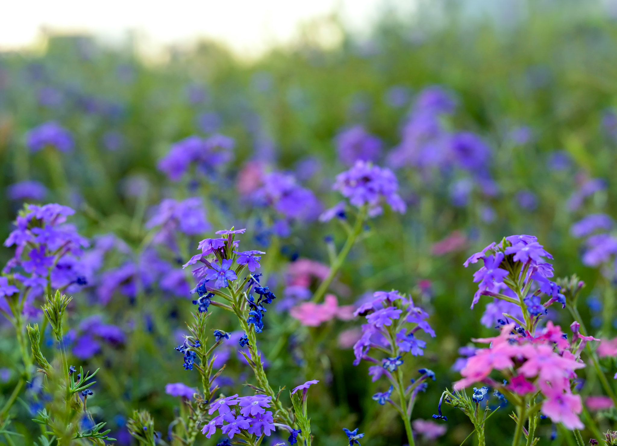 Nikon D5200 + Nikon AF-S Nikkor 50mm F1.8G sample photo. Beautiful flowers photography