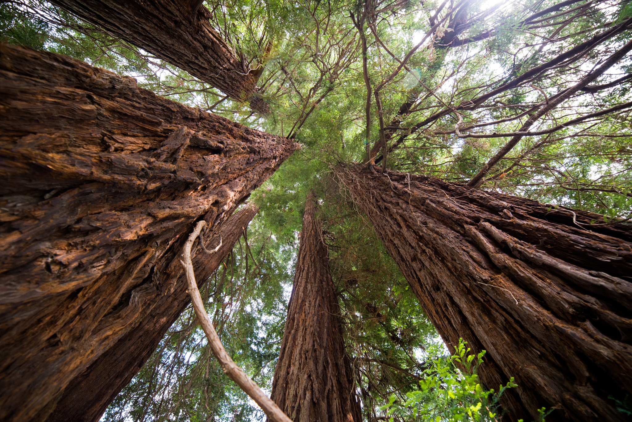 Samyang 14mm F2.8 ED AS IF UMC sample photo. Burcina park photography