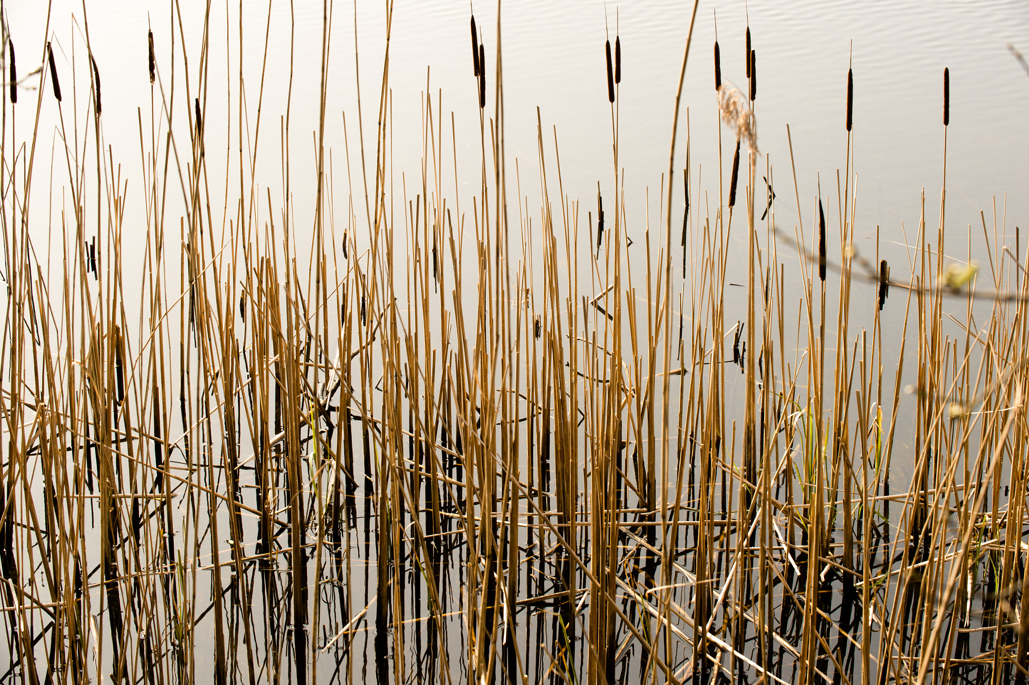 Nikon Df sample photo. Reeds, rydal water, south lakelands photography