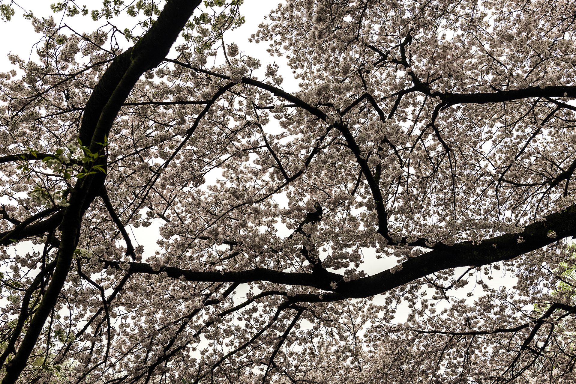 Nikon AF-S Nikkor 24-70mm F2.8G ED sample photo. Sakura photography