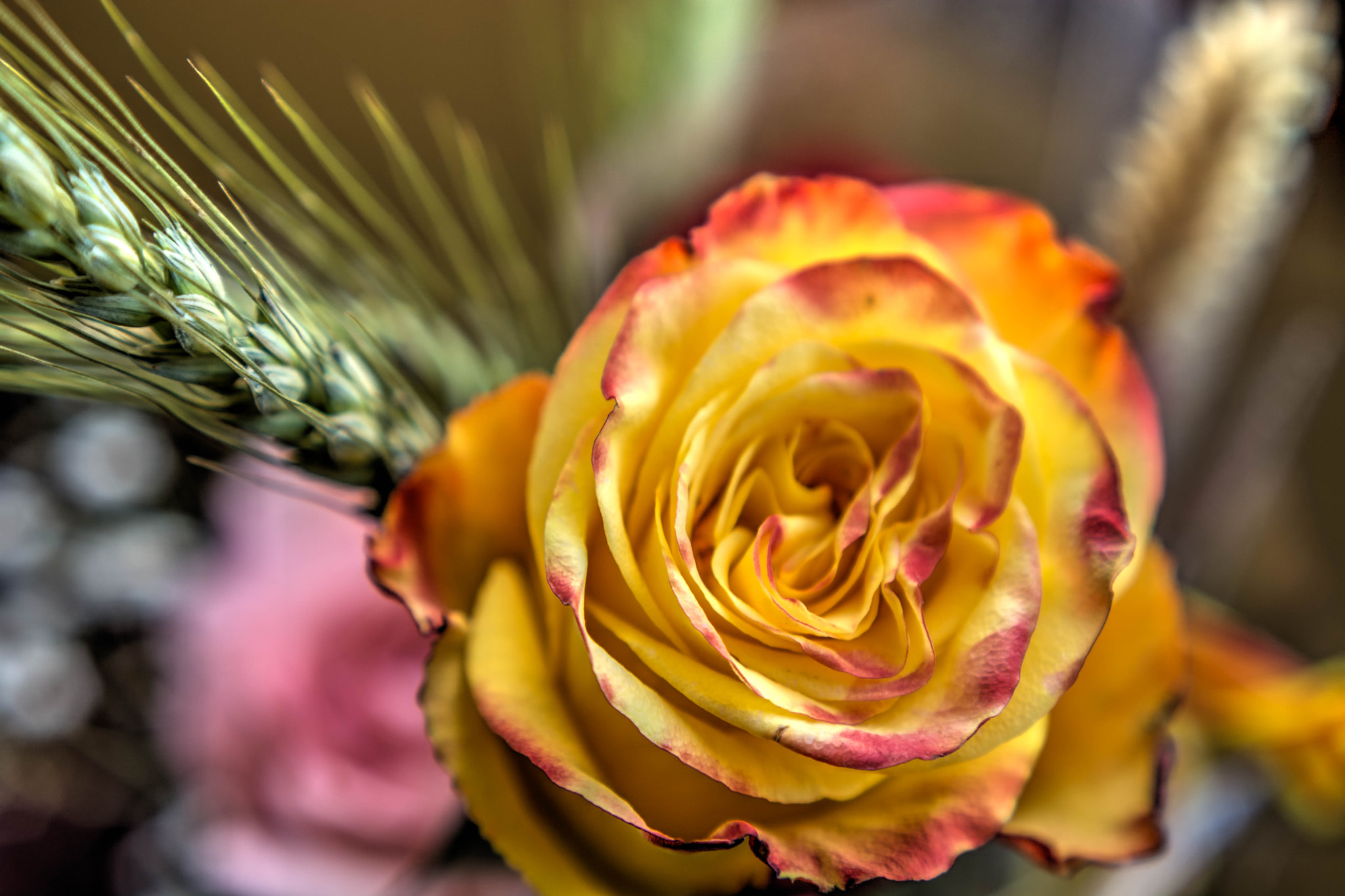 Nikon D7100 + Nikon AF Nikkor 50mm F1.8D sample photo. Sant jordi photography