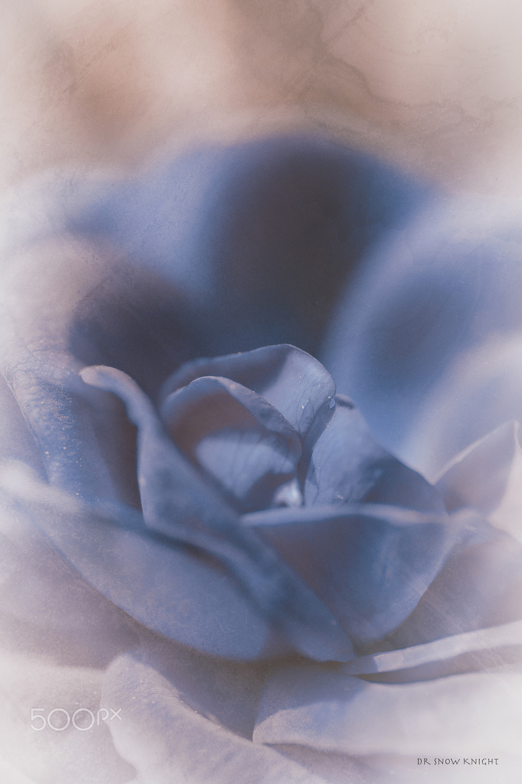 Nikon D5500 sample photo. Night flower photography