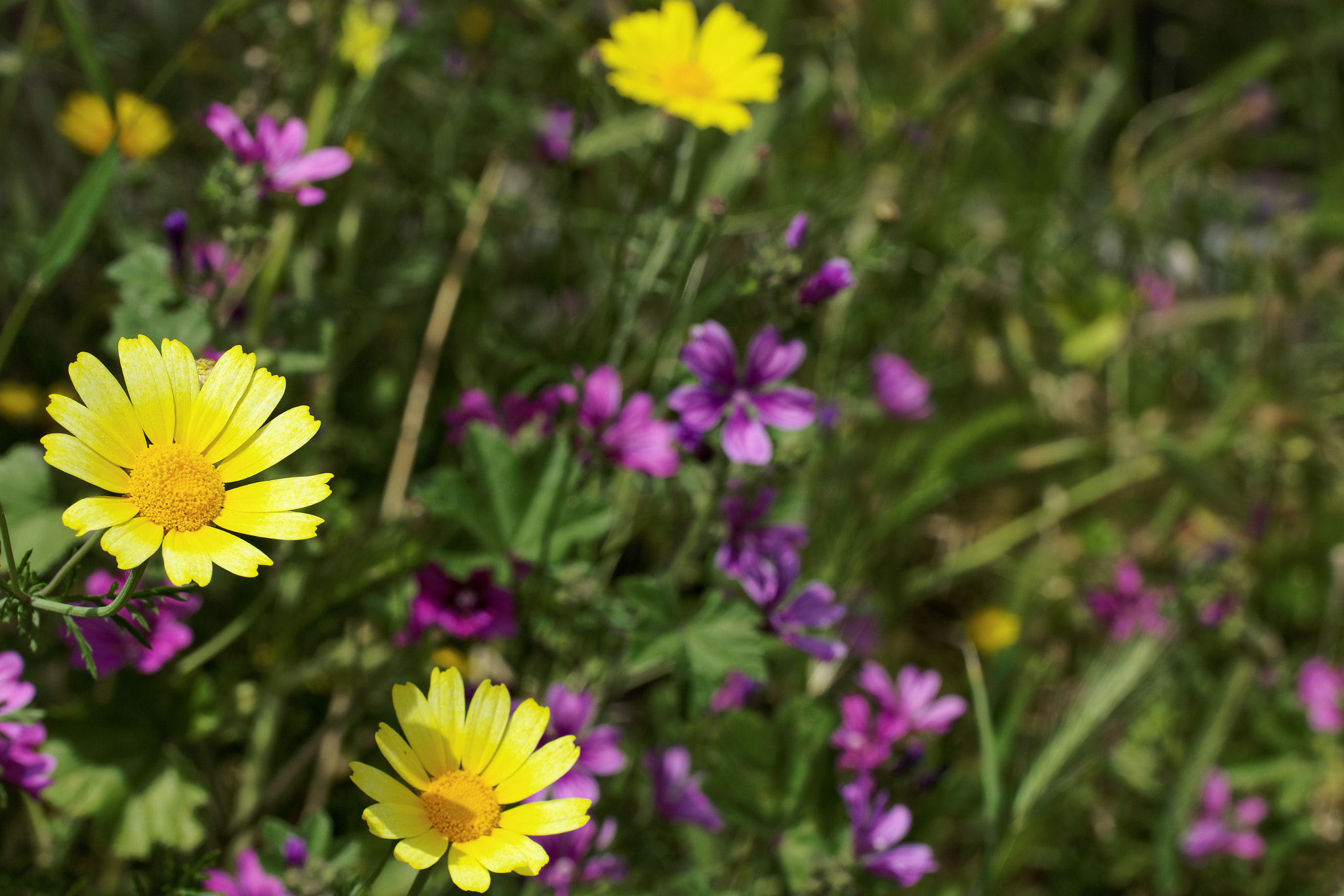 Canon EF 100mm F2.8 Macro USM sample photo. Spring scene photography