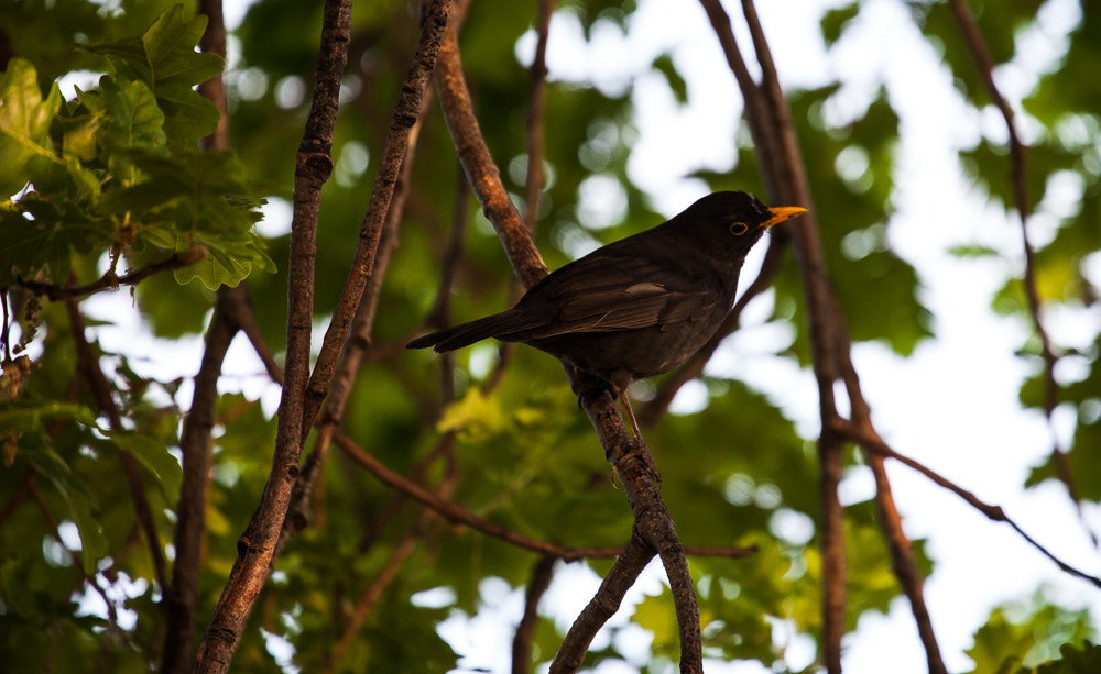 Canon EF 70-300mm F4-5.6L IS USM sample photo. Merlo photography