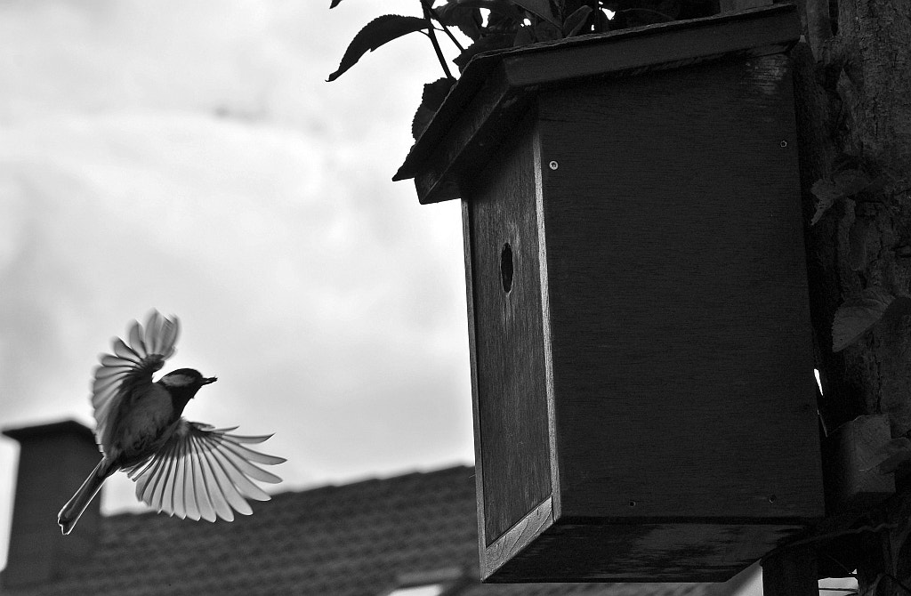 Nikon D5000 sample photo. Songbird in spring photography