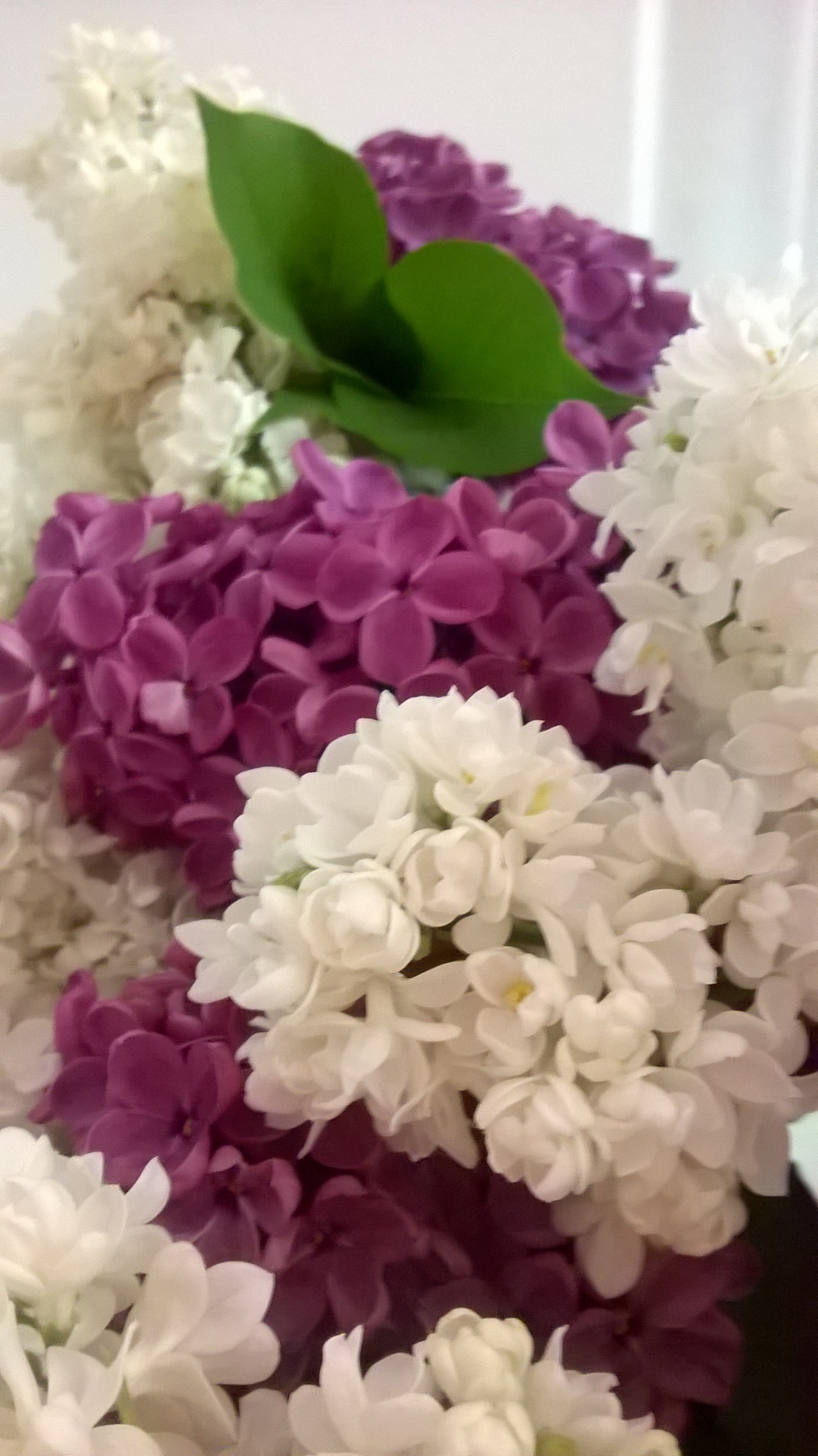 Nokia Lumia 635 sample photo. Lilac photography