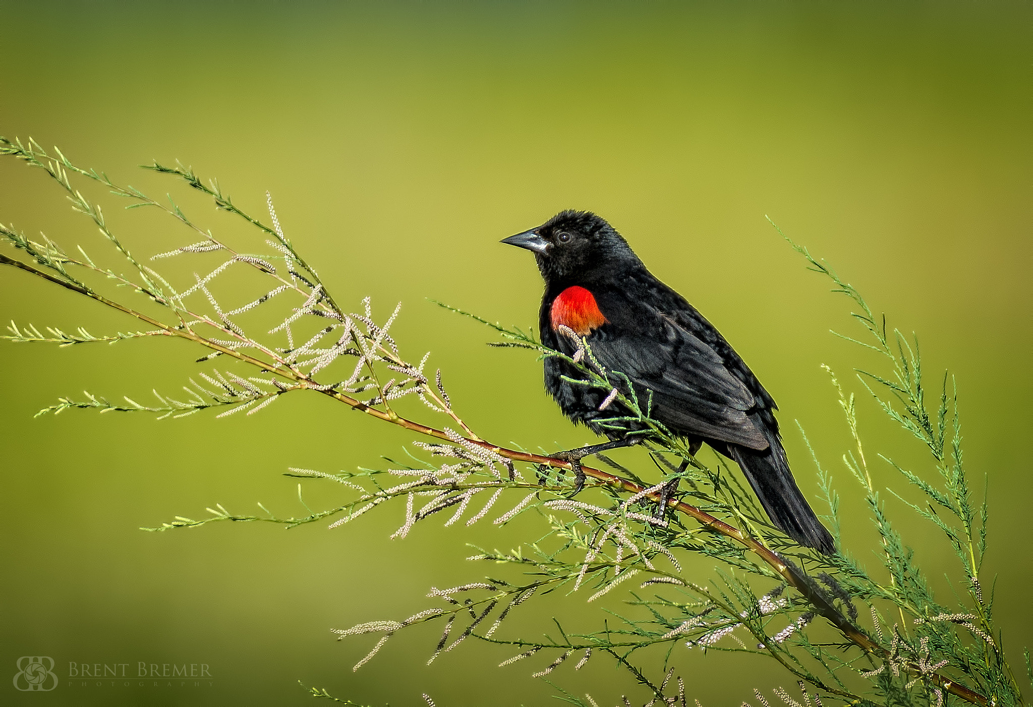 Nikon D7100 sample photo. Red winged blackbird photography