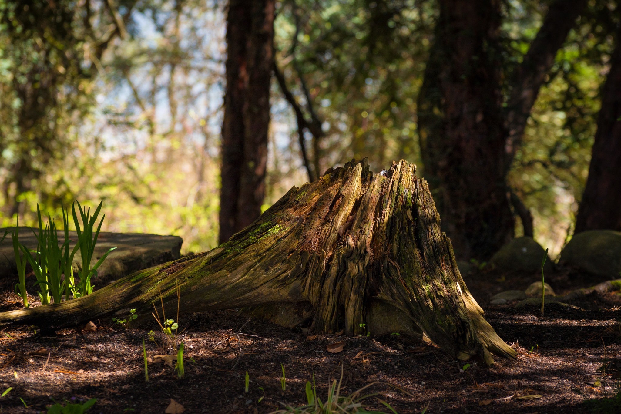 Nikon D5500 sample photo. Old stump photography