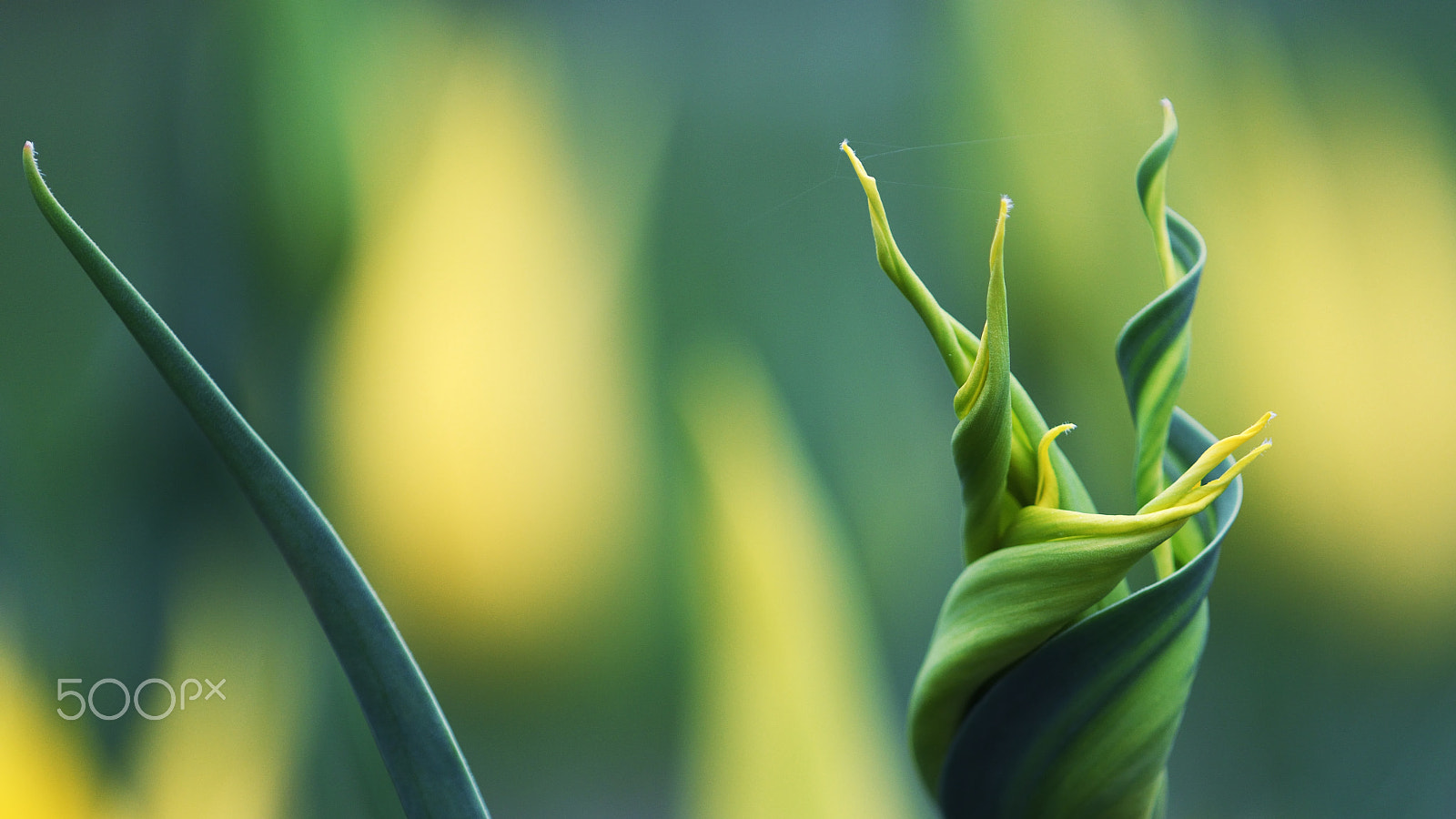 Nikon AF Micro-Nikkor 200mm F4D ED-IF sample photo. Yellow and green photography