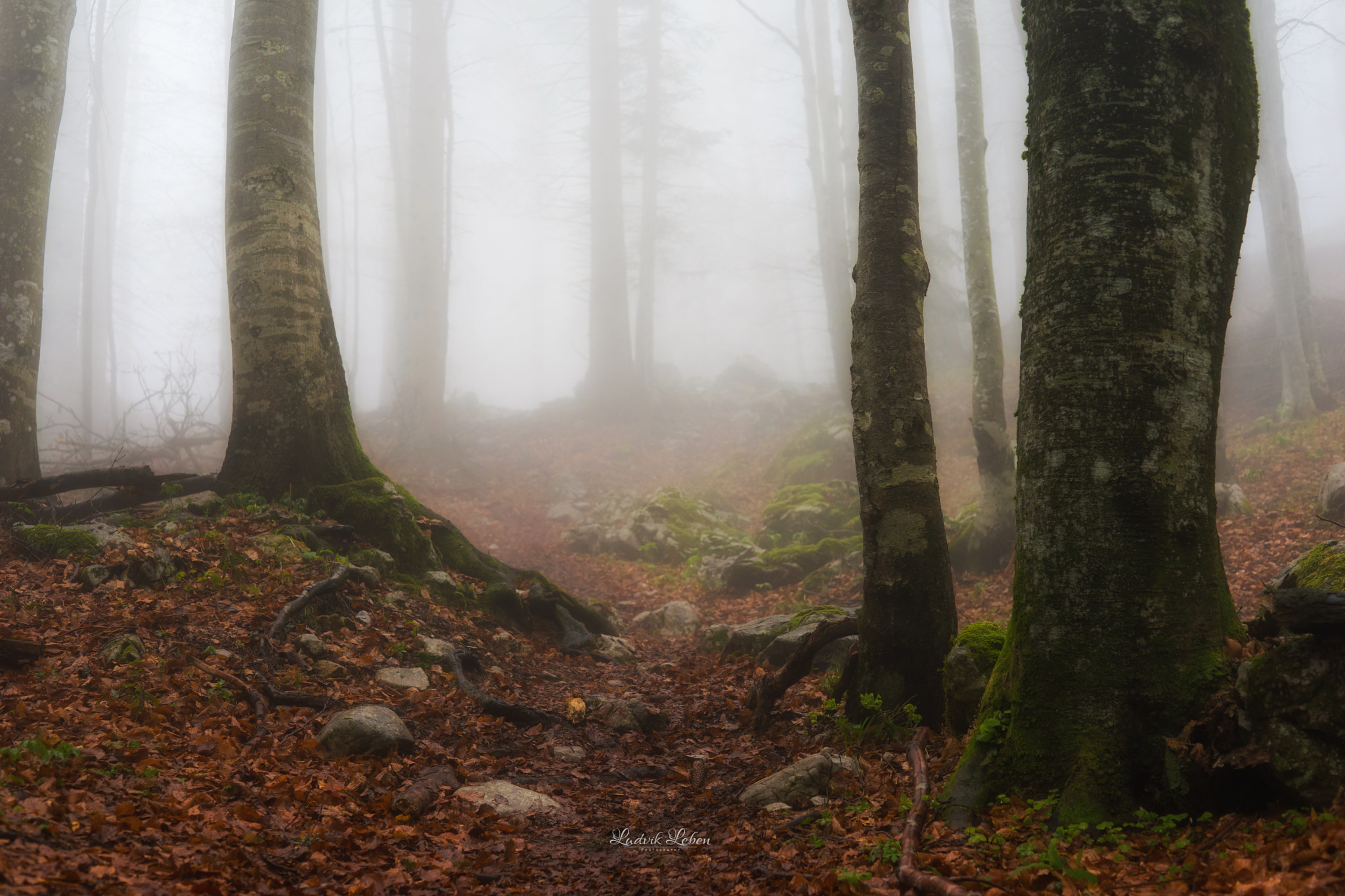 Sony a7 II + Sony 50mm F1.4 sample photo. Fog photography