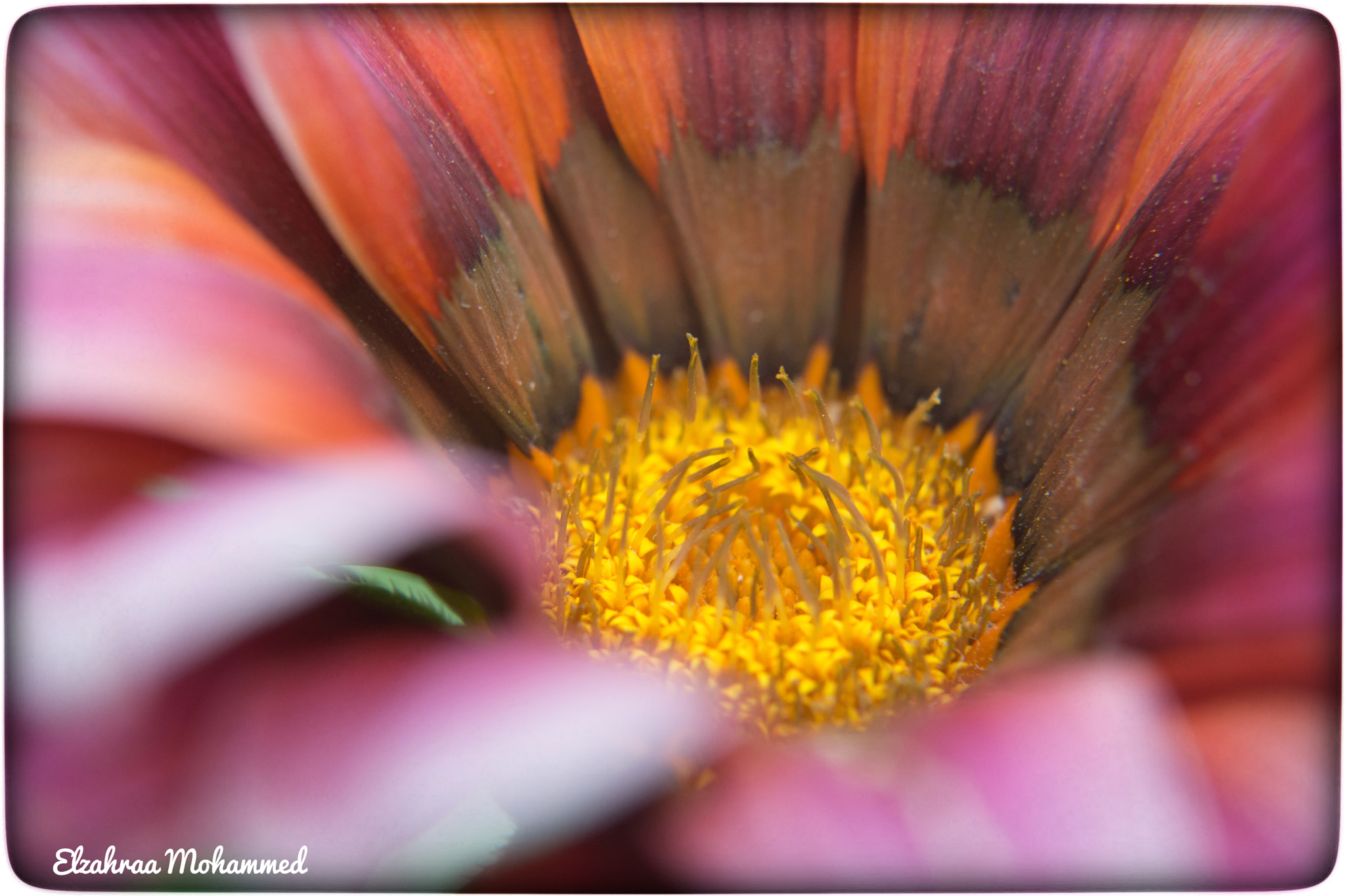 Sigma 50mm F2.8 EX DG Macro sample photo. Spring colors 17 photography