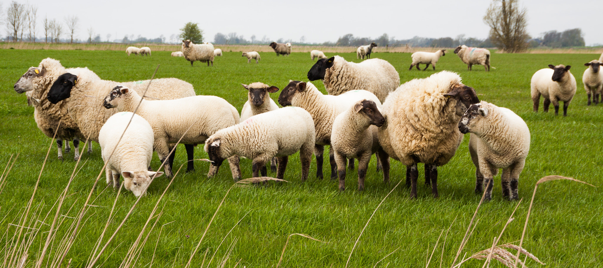 Canon EOS 50D + Sigma 18-250mm F3.5-6.3 DC OS HSM sample photo. Lambs, sankt-peterording photography