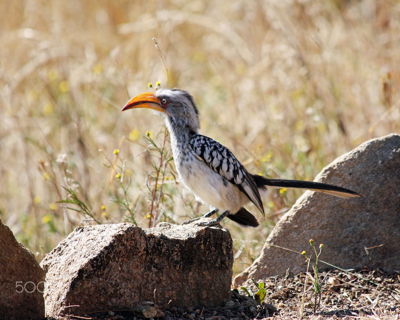 Canon EOS 450D (EOS Rebel XSi / EOS Kiss X2) sample photo. Southern yellow-billed hornbill photography