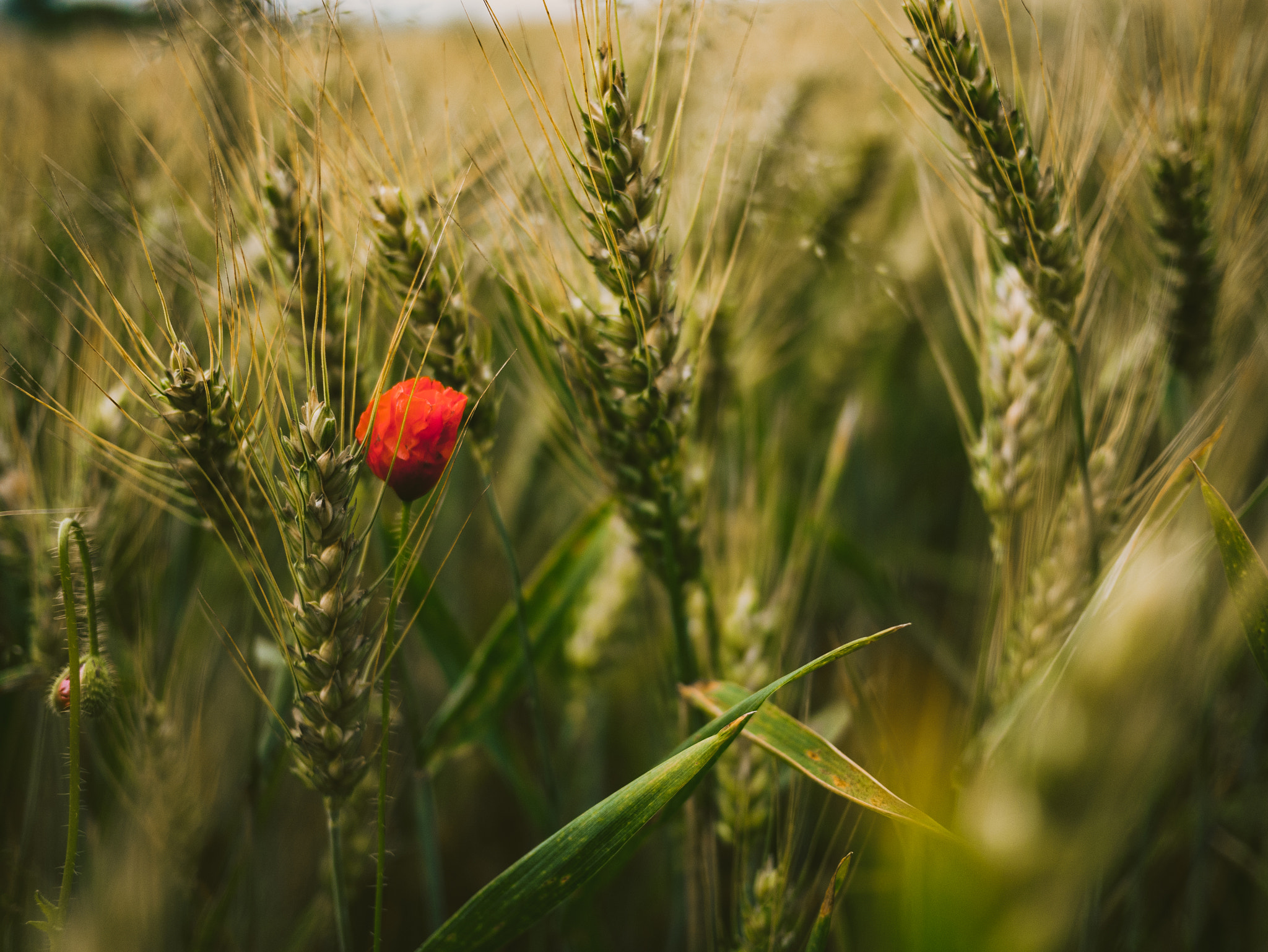 Panasonic Lumix DMC-GX7 + LUMIX G 20/F1.7 II sample photo. Poppy in the field photography