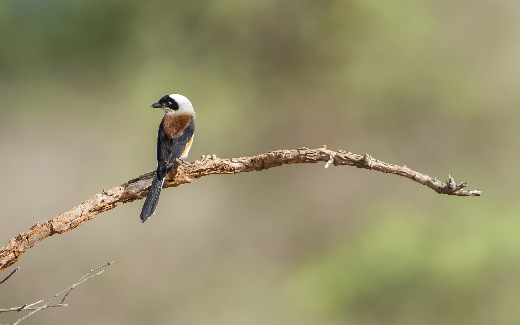 Nikon AF-S Nikkor 200-500mm F5.6E ED VR sample photo. Shrike photography