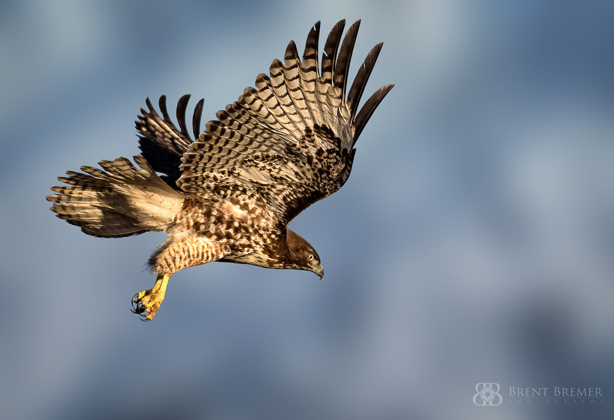 Nikon D810 sample photo. Red tailed hawk photography