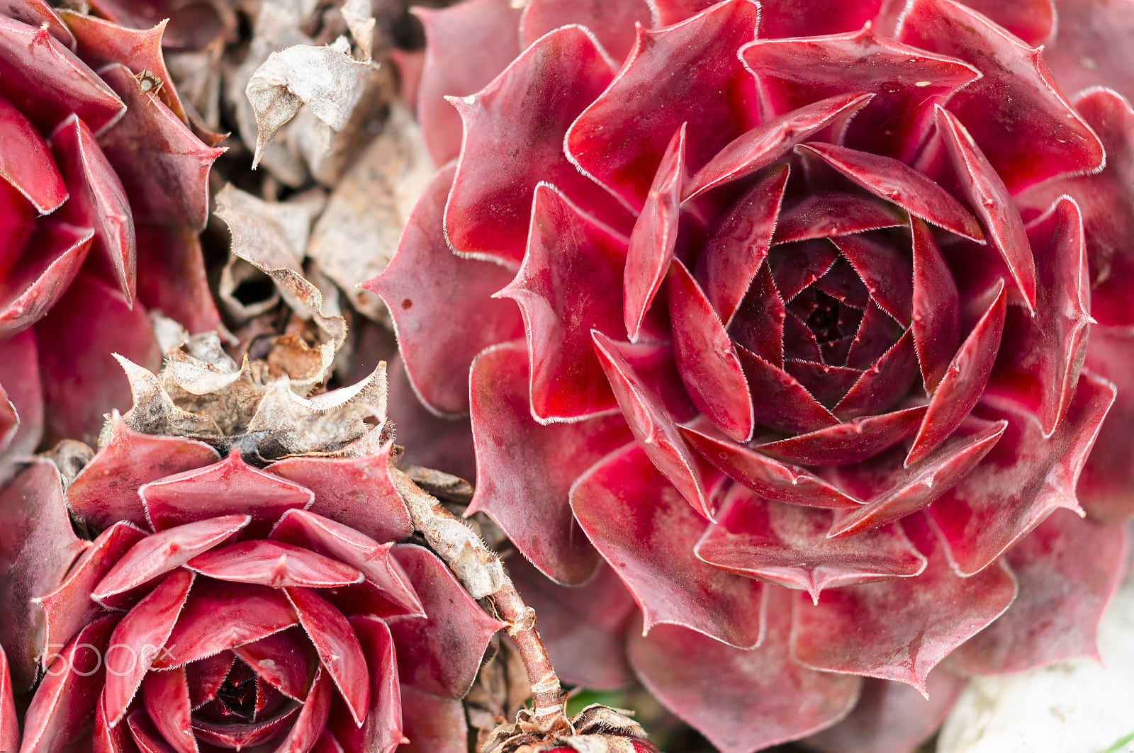 Sigma 150mm F2.8 EX DG Macro HSM sample photo. Red houseleek (sempervivum) photography